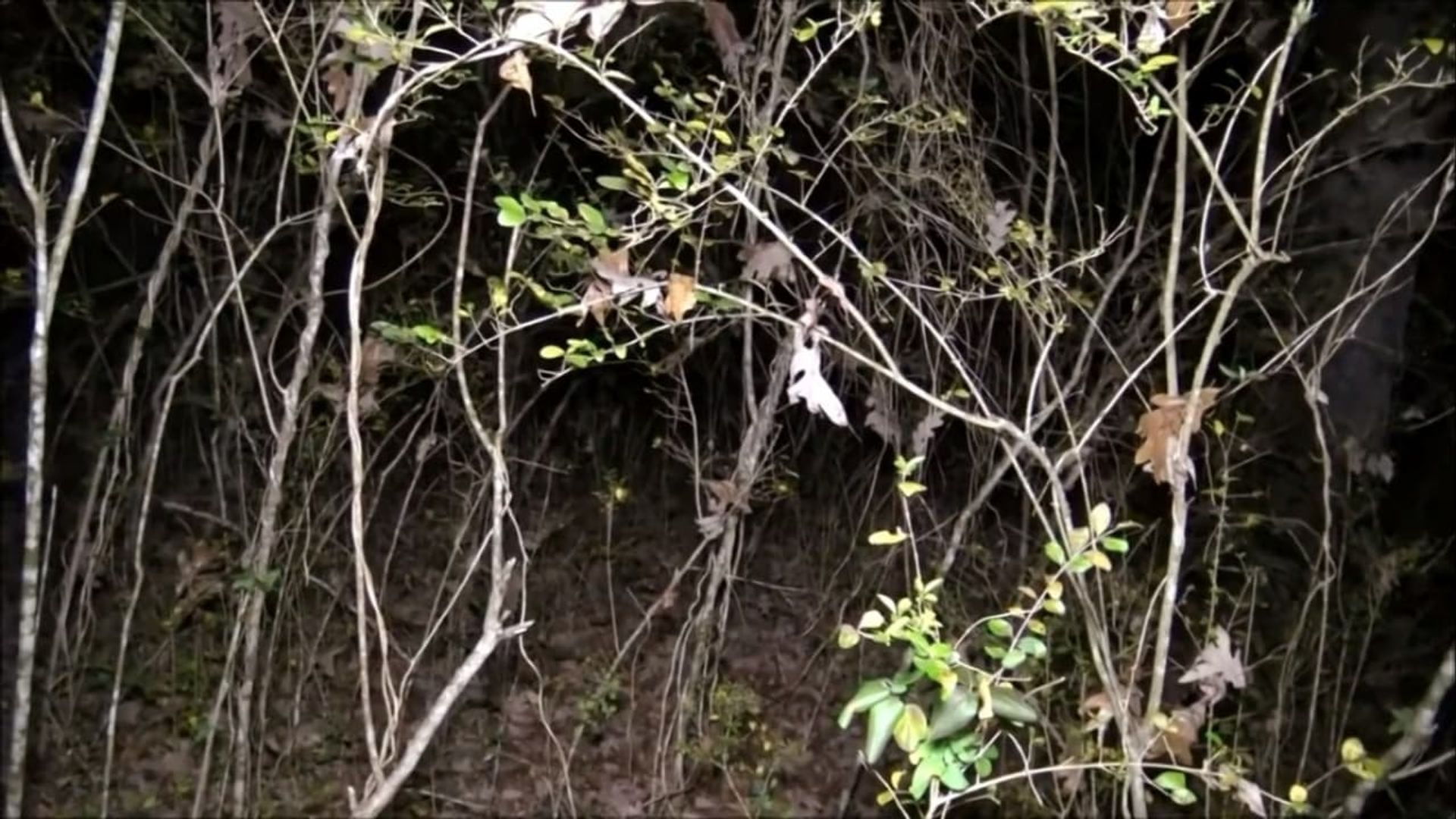 Paranormal Caught on Camera background