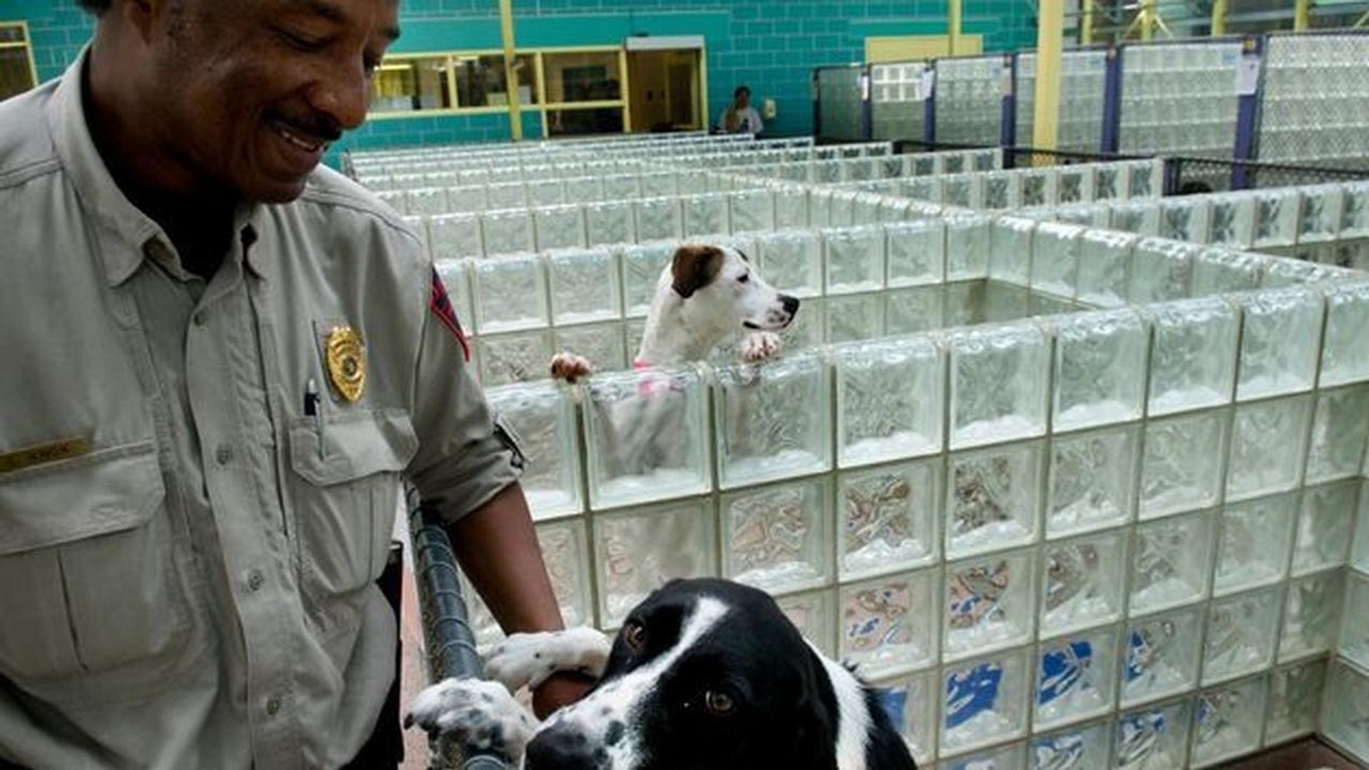 Animal Cops: Philadelphia background