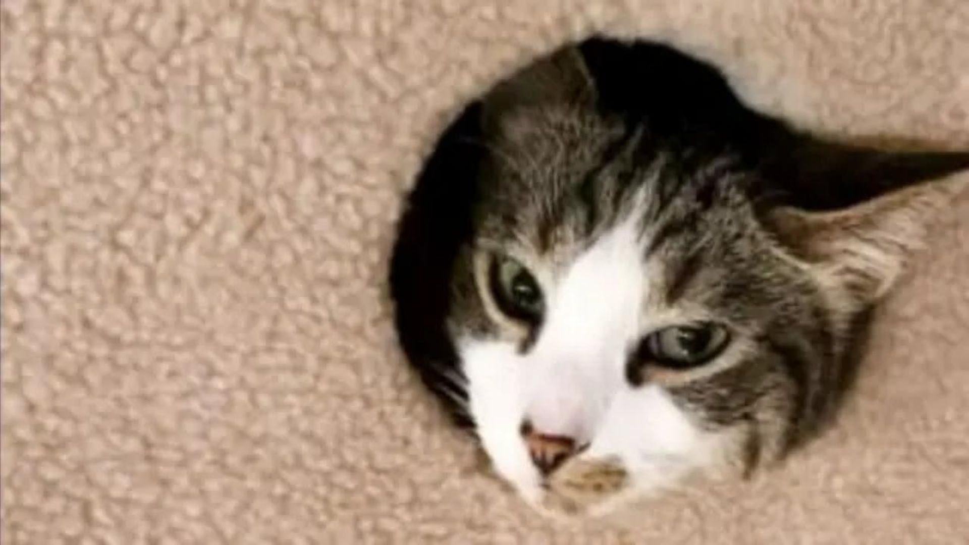 My Cat from Hell background