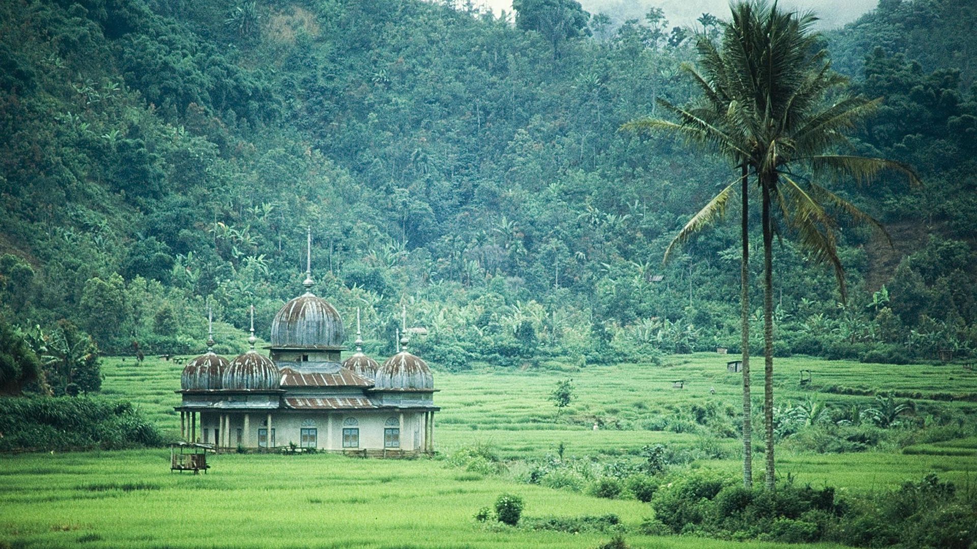Destination Wild: Indonesia background