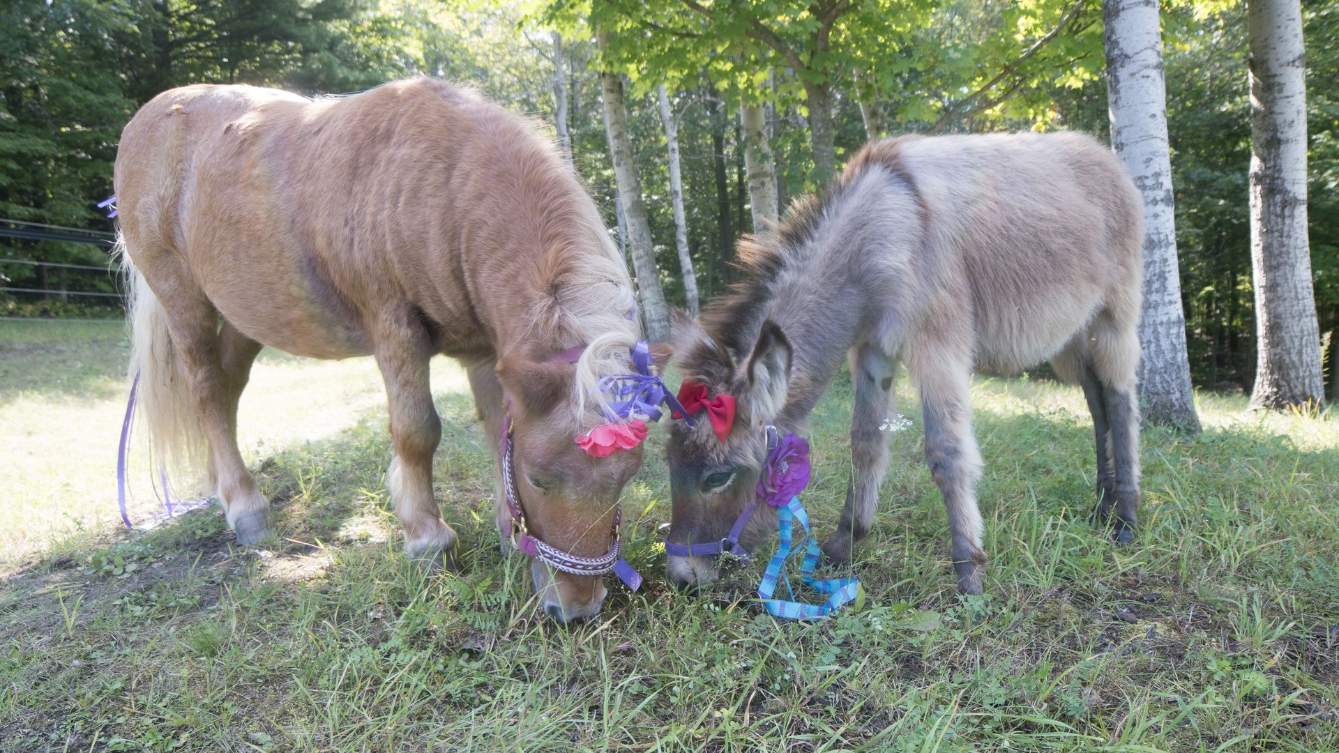 Ponysitters Club background