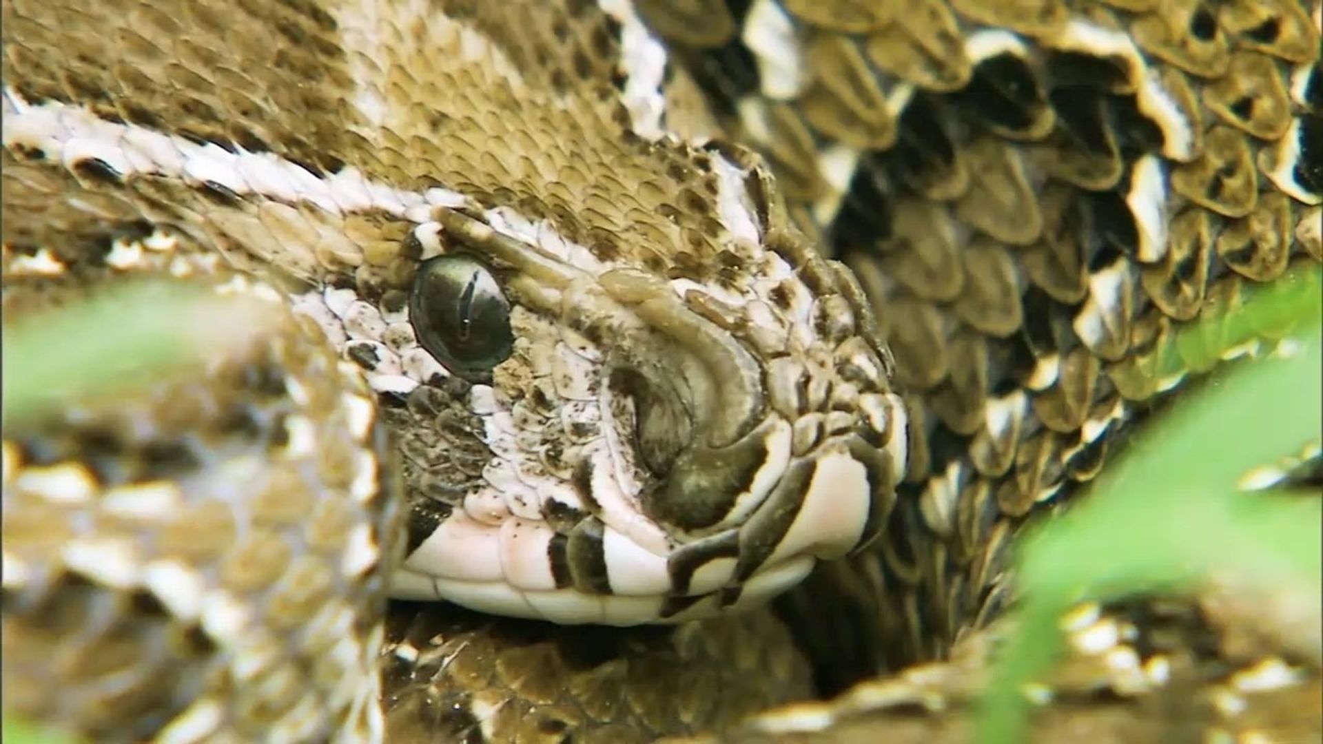 72 Dangerous Animals - Asia background