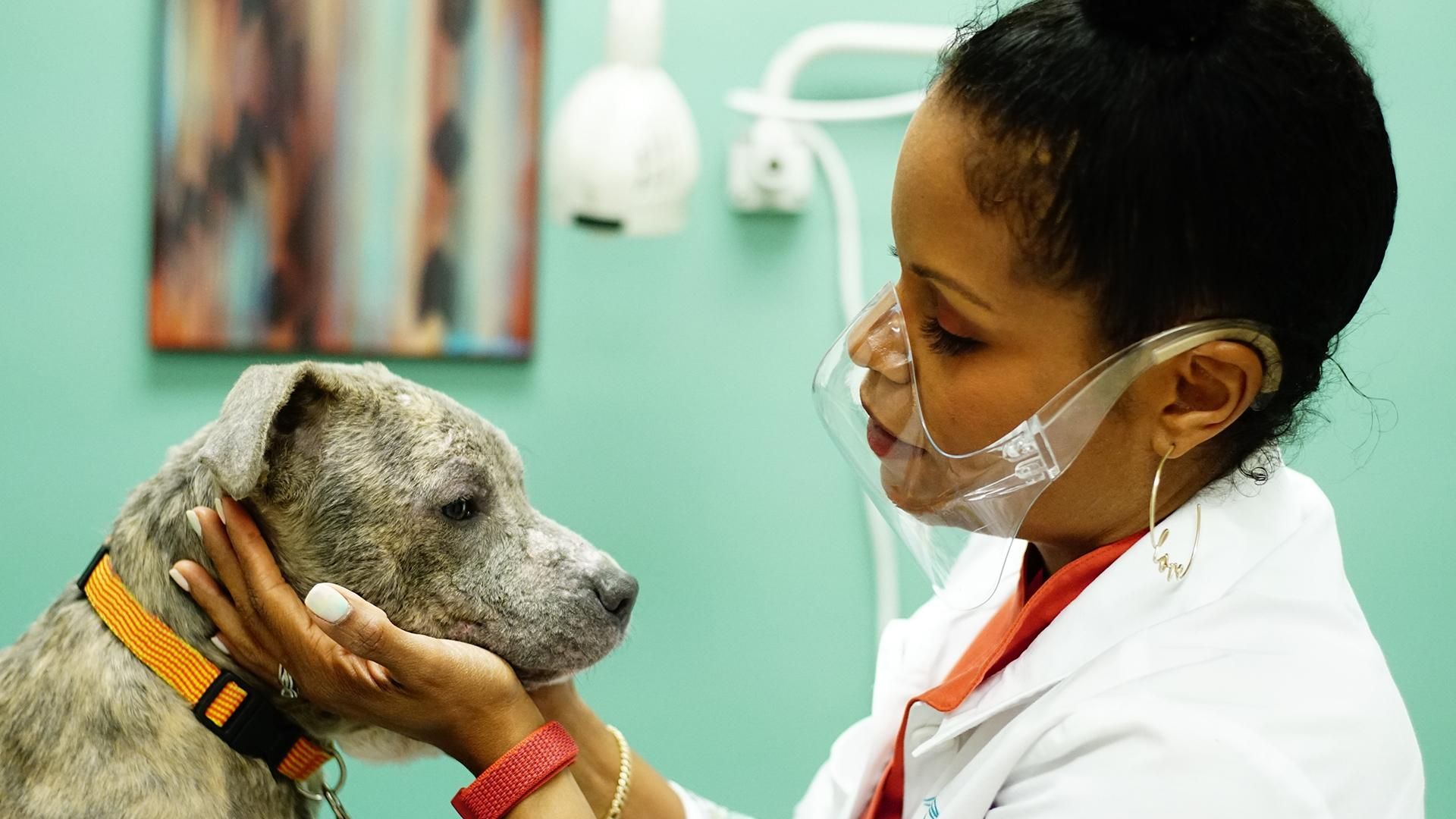 Pop Goes the Vet with Dr. Joya background