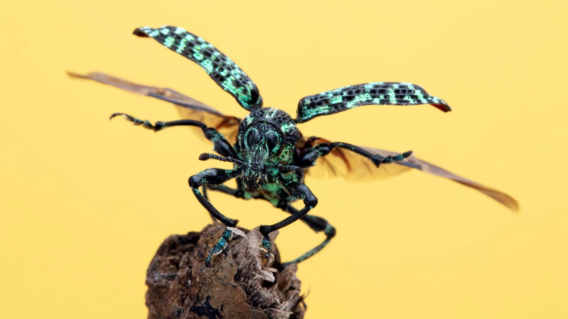 A Real Bug's Life background
