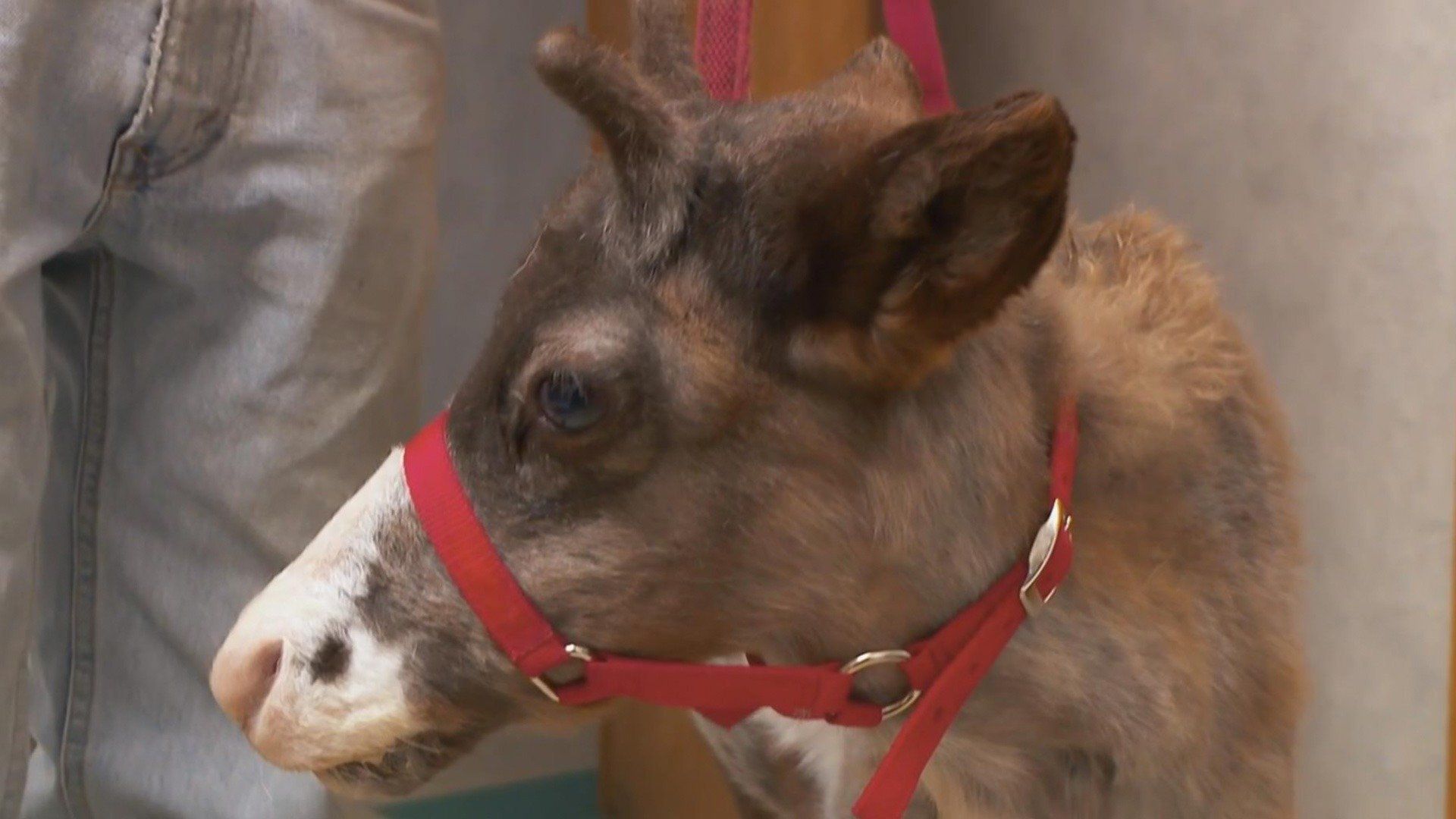 The Incredible Dr. Pol background
