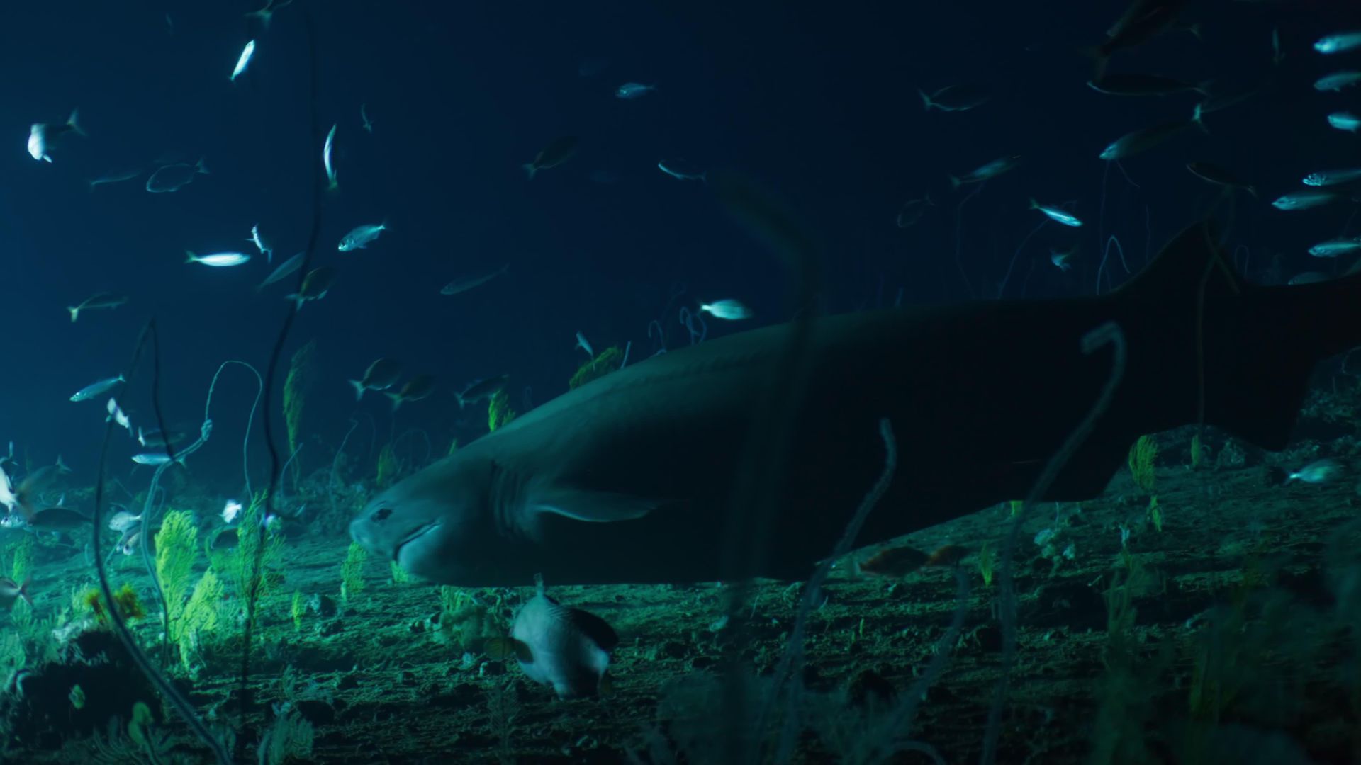 OceanXplorers background