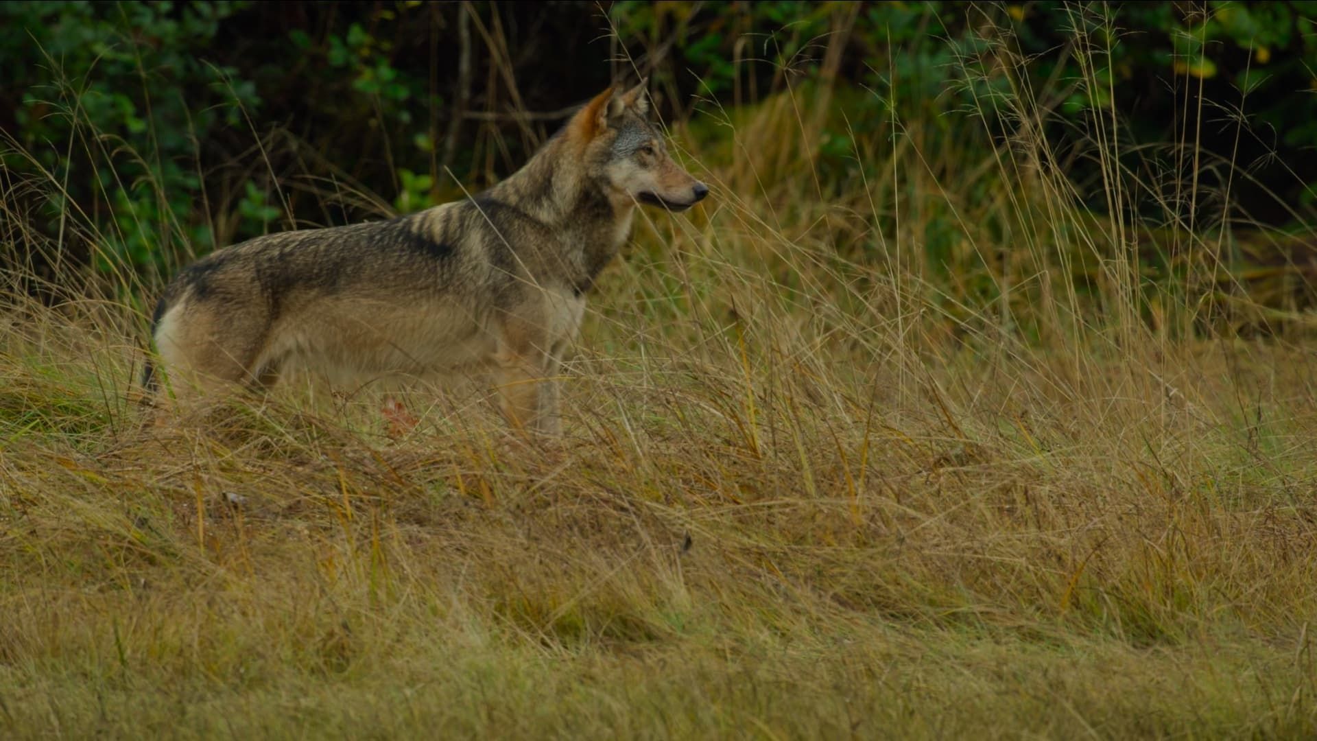 Island of the Sea Wolves background
