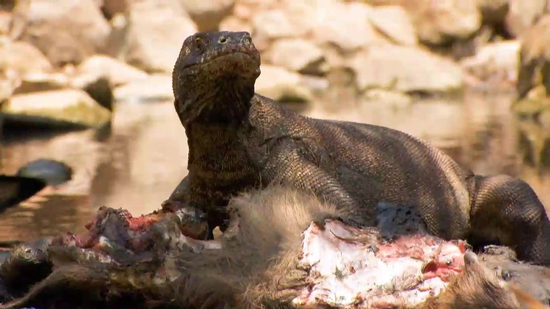72 Dangerous Animals - Asia background