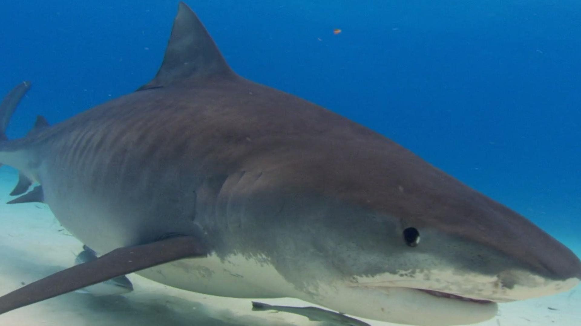 When Sharks Attack background