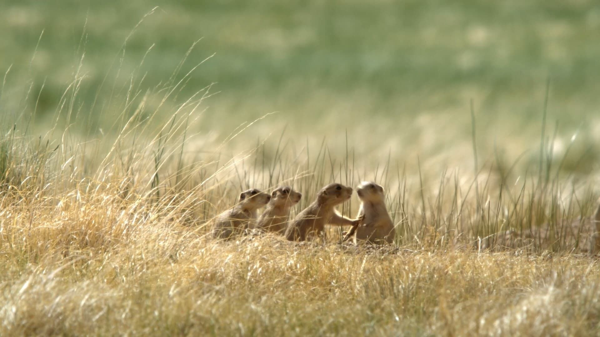 Prairie Dog Manor background