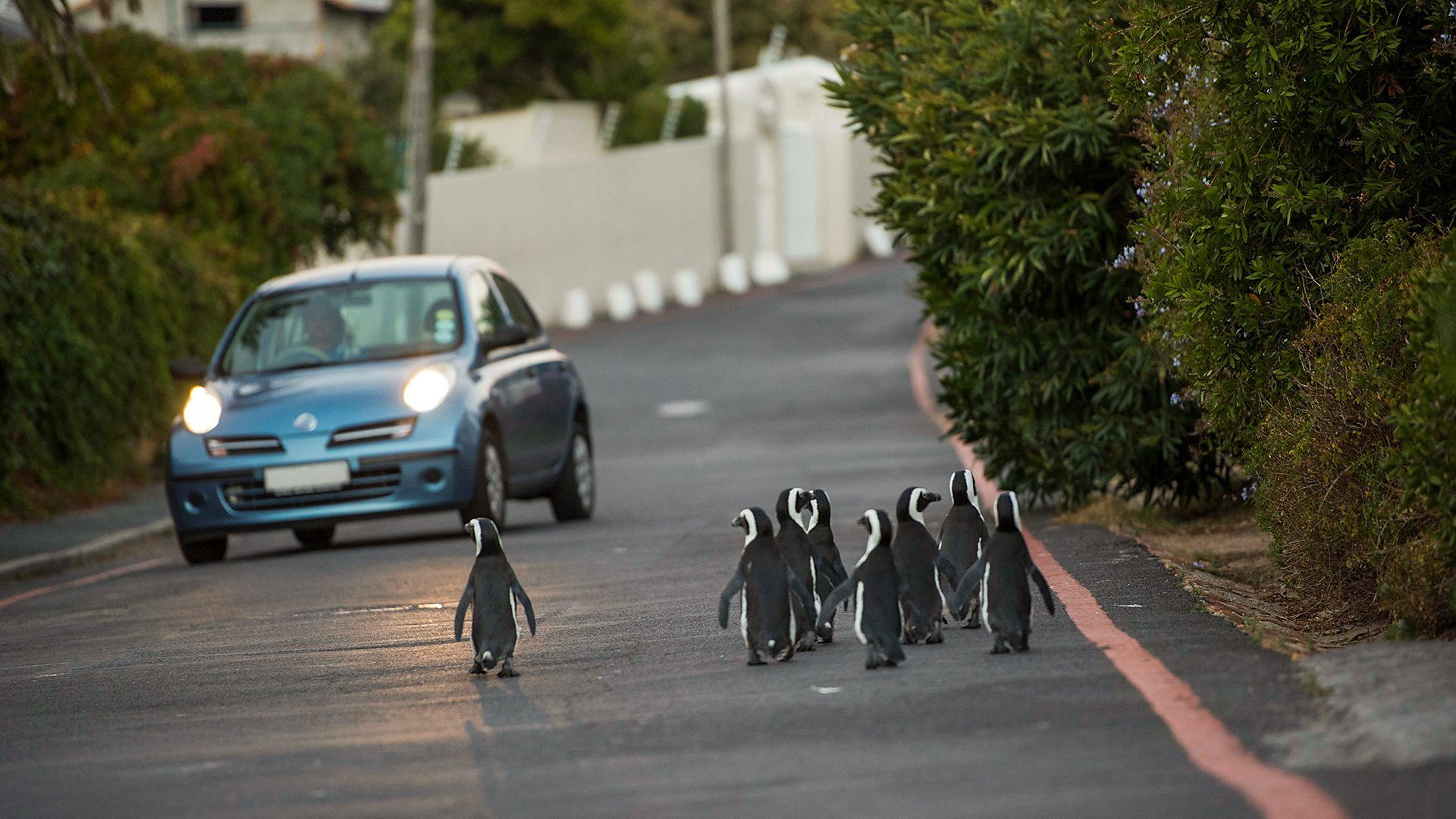 Cities: Nature's New Wild background
