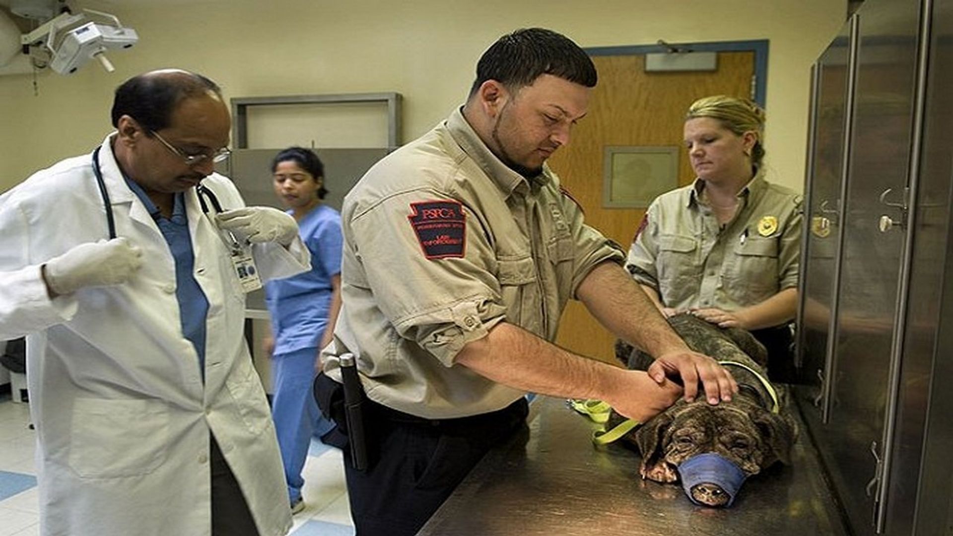 Animal Cops: Philadelphia background