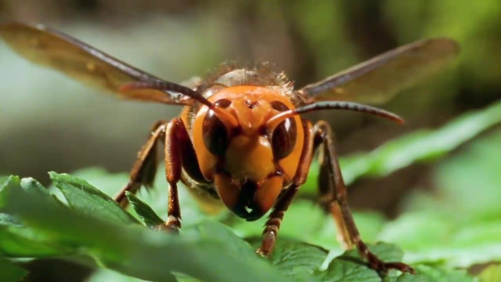 72 Dangerous Animals - Asia background