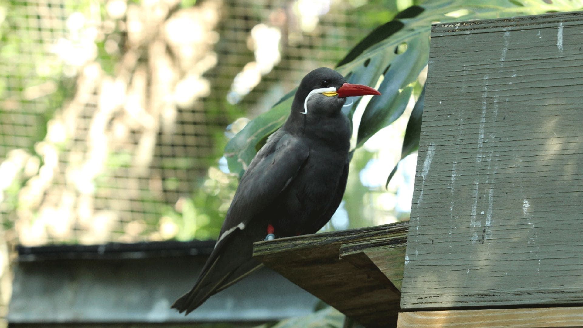 Secrets of the Zoo: Tampa background