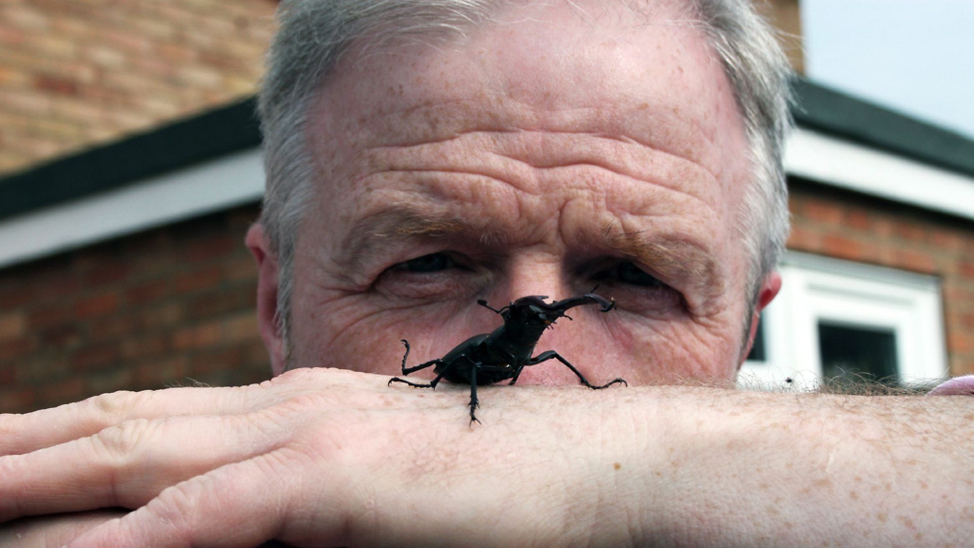 Britain's Big Wildlife Revival background