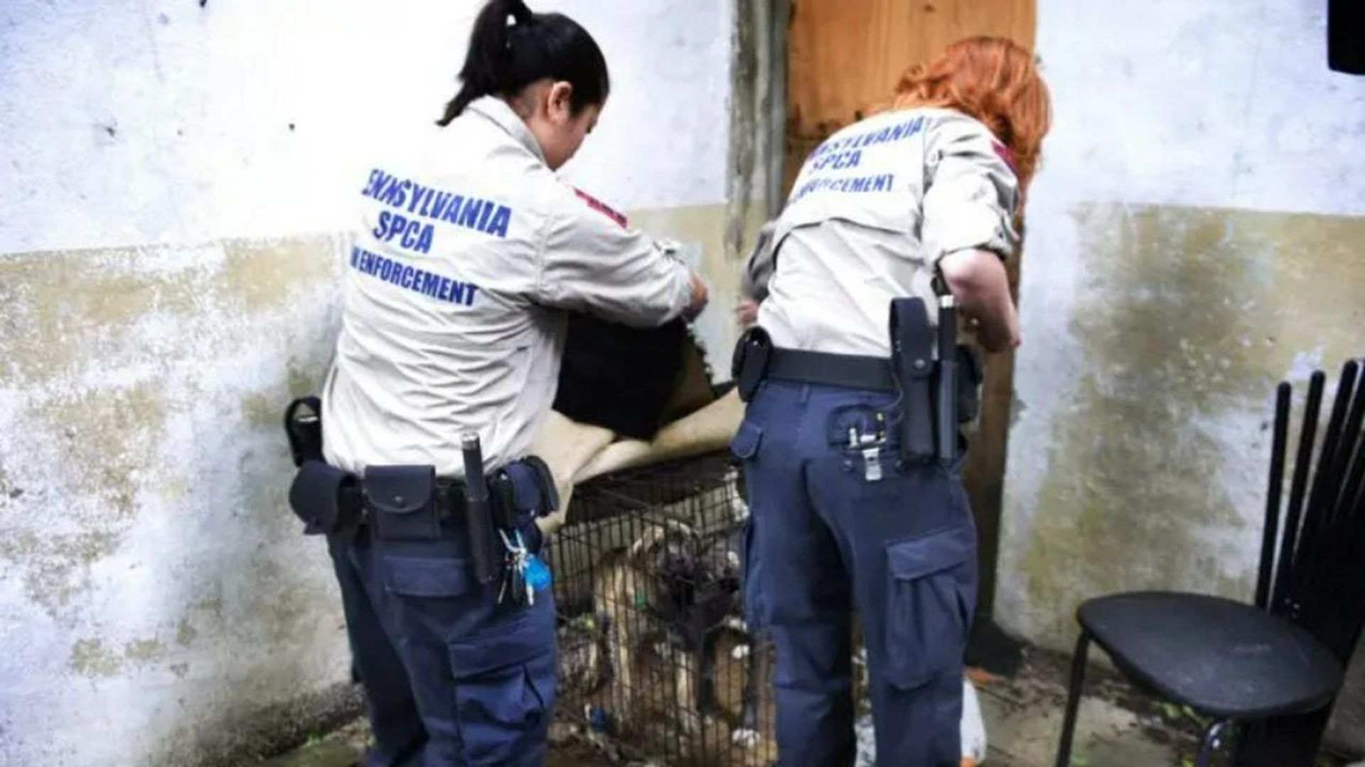 Animal Cops: Philadelphia background