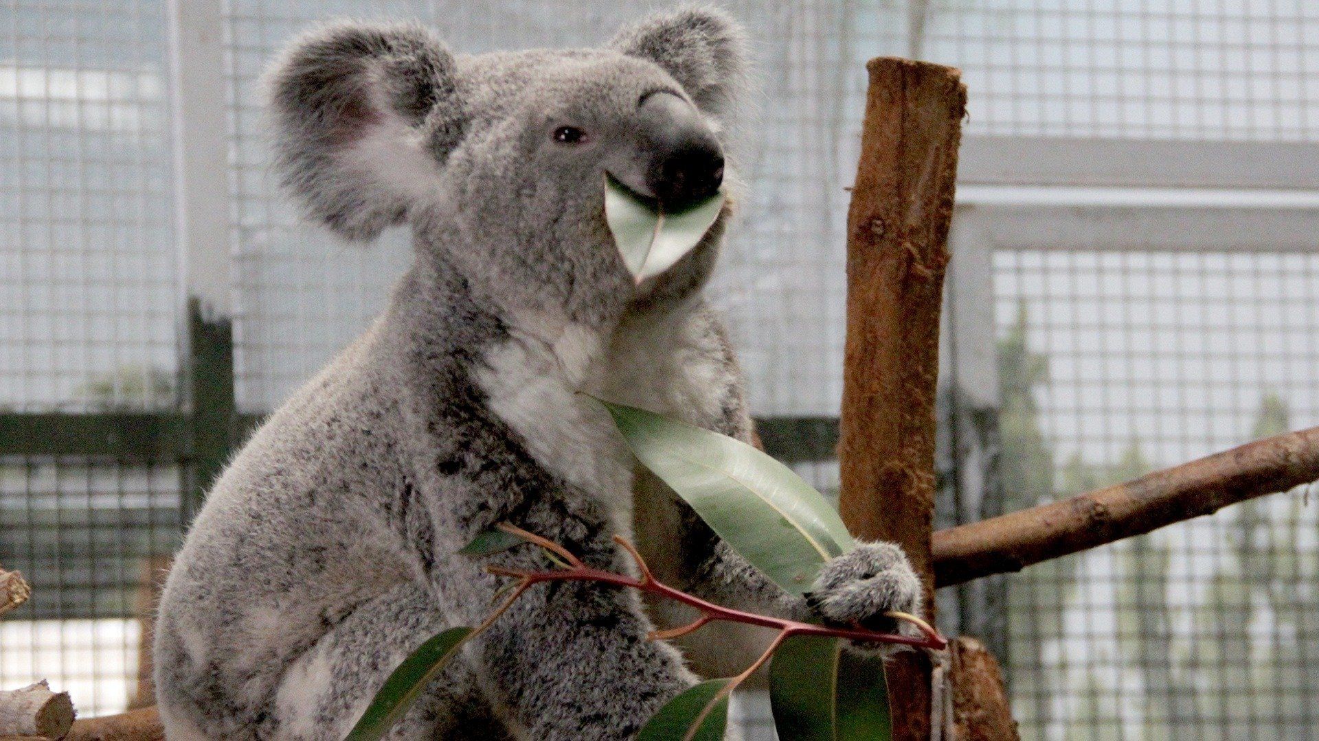 Secrets of the Zoo: Tampa background