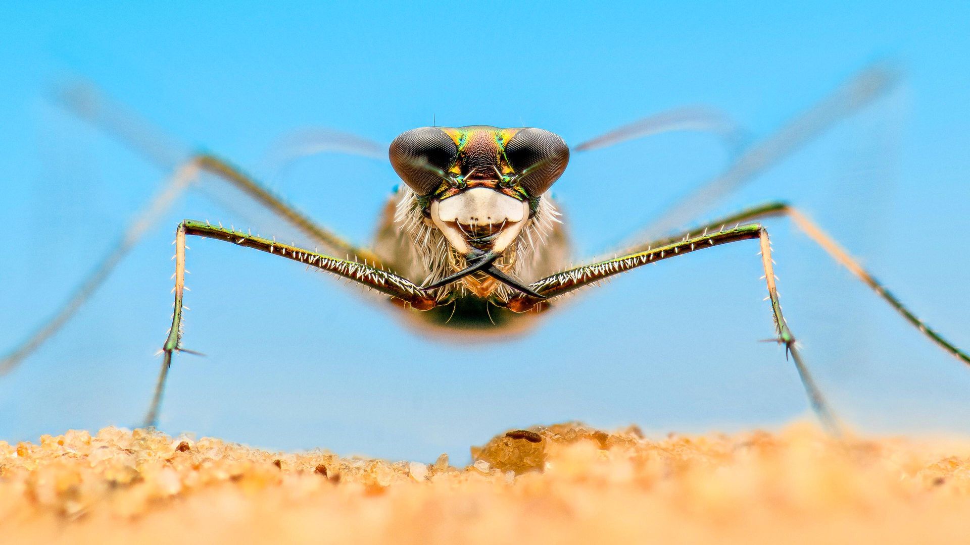 A Real Bug's Life background