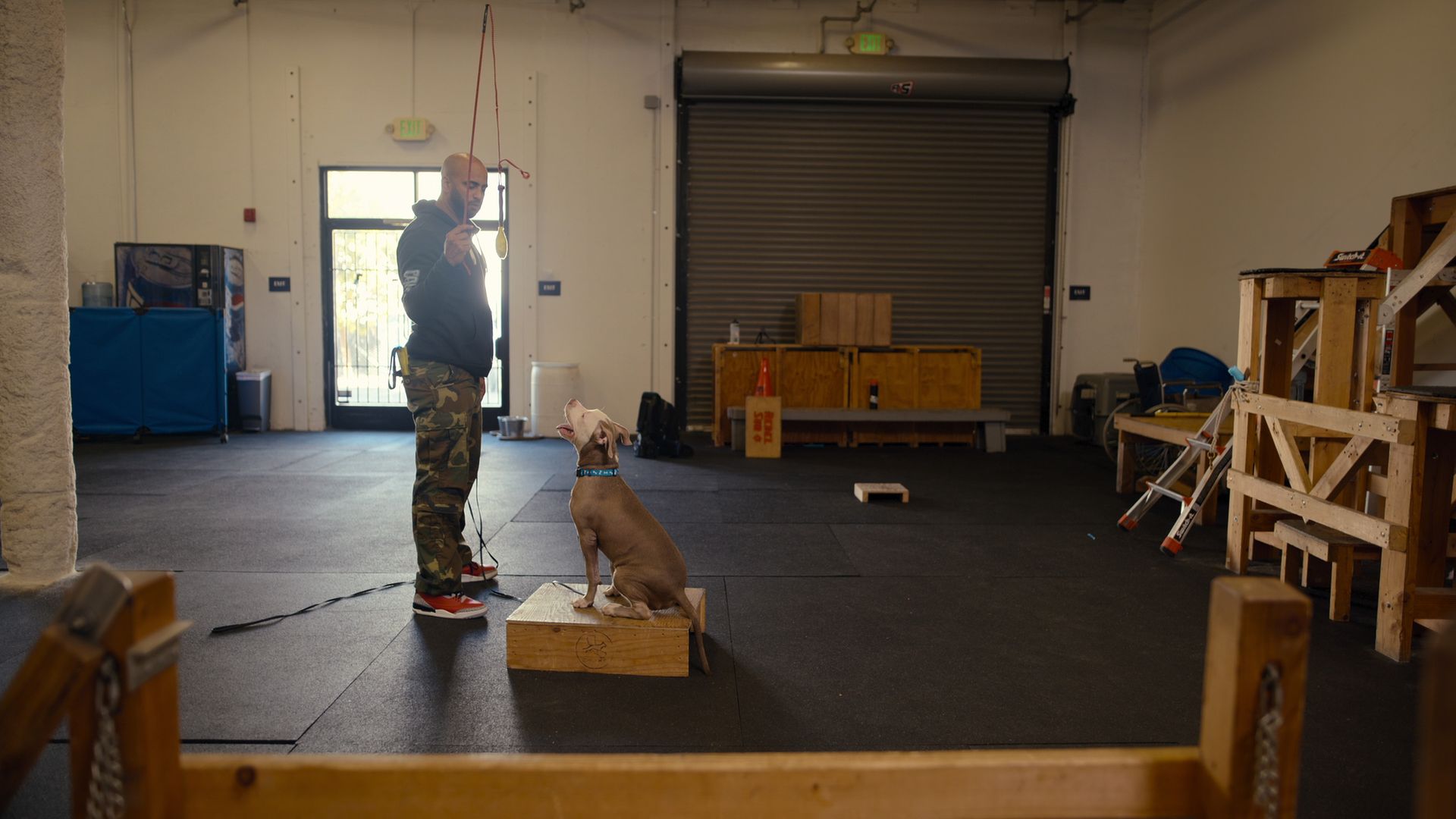 Canine Intervention background