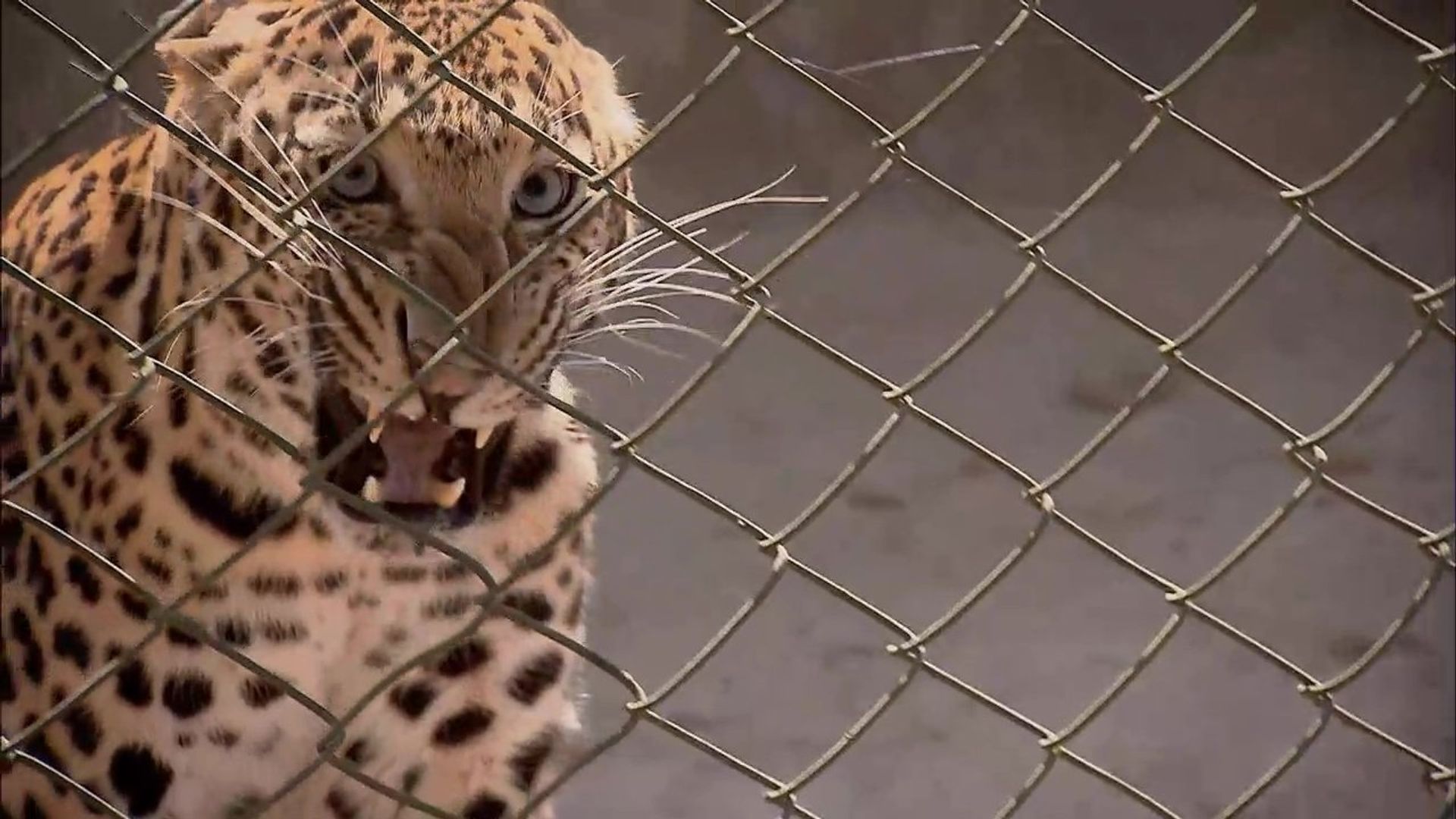 72 Dangerous Animals - Asia background