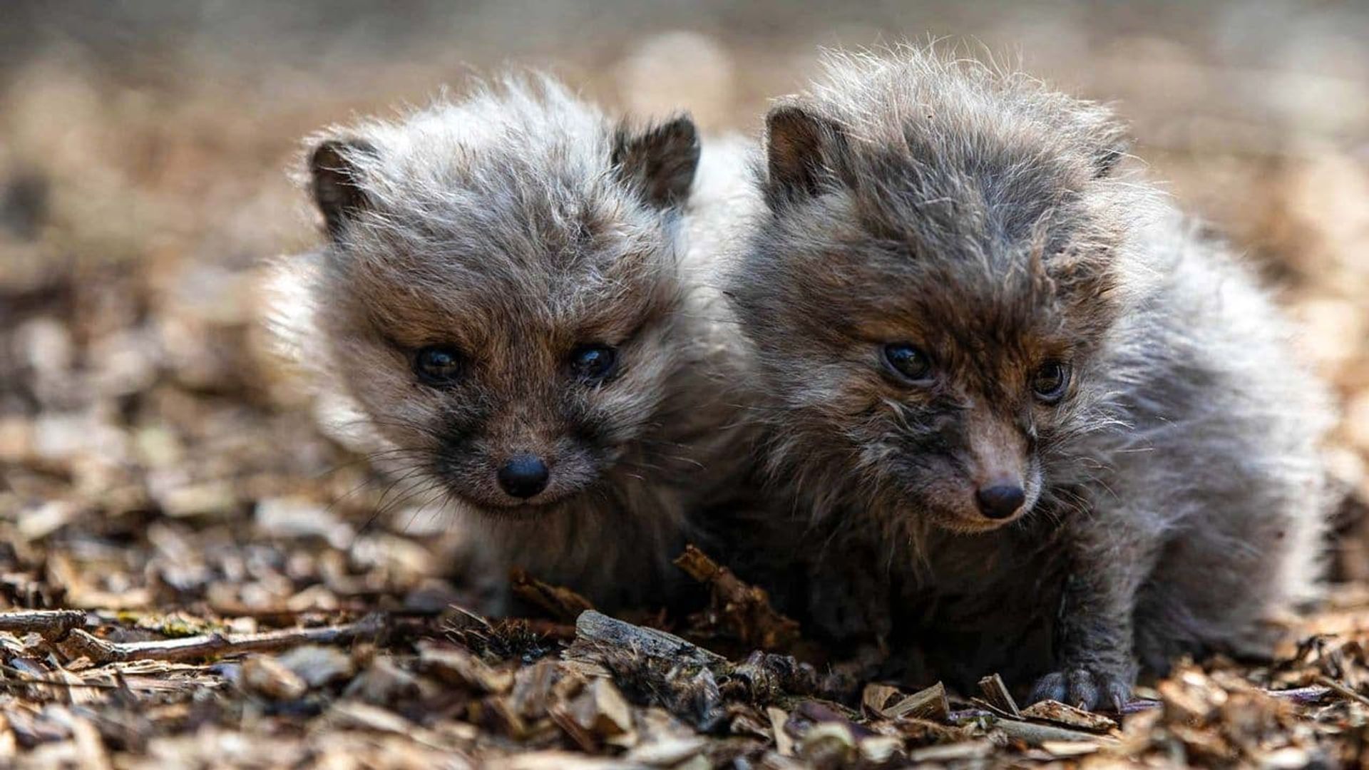 Foxes: Their Secret World background