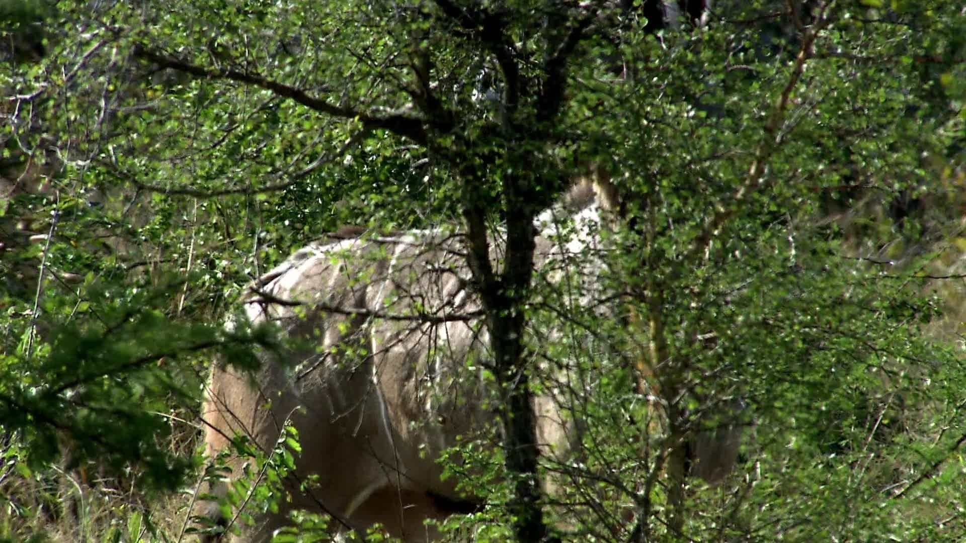 Africa's Deadliest background