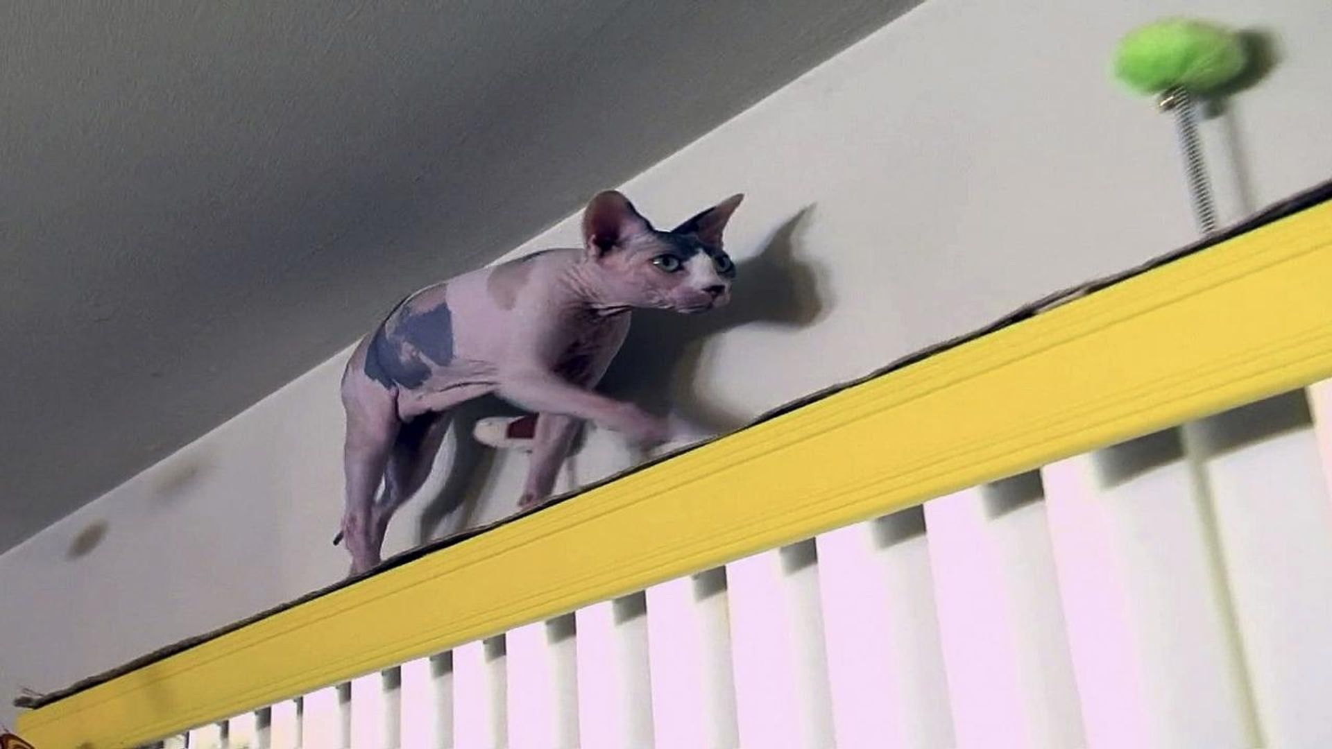 My Cat from Hell background