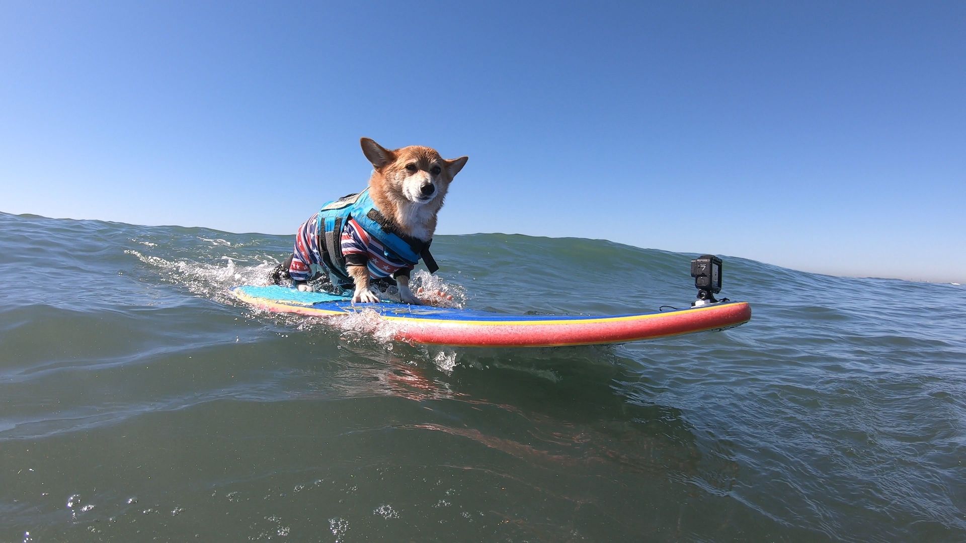 It's A Dog's Life background