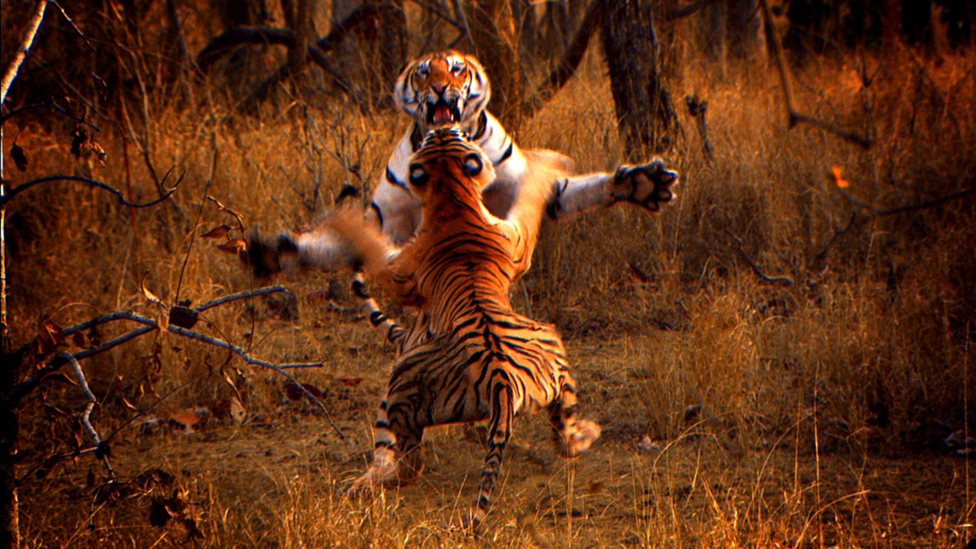 Tiger: Spy in the Jungle background