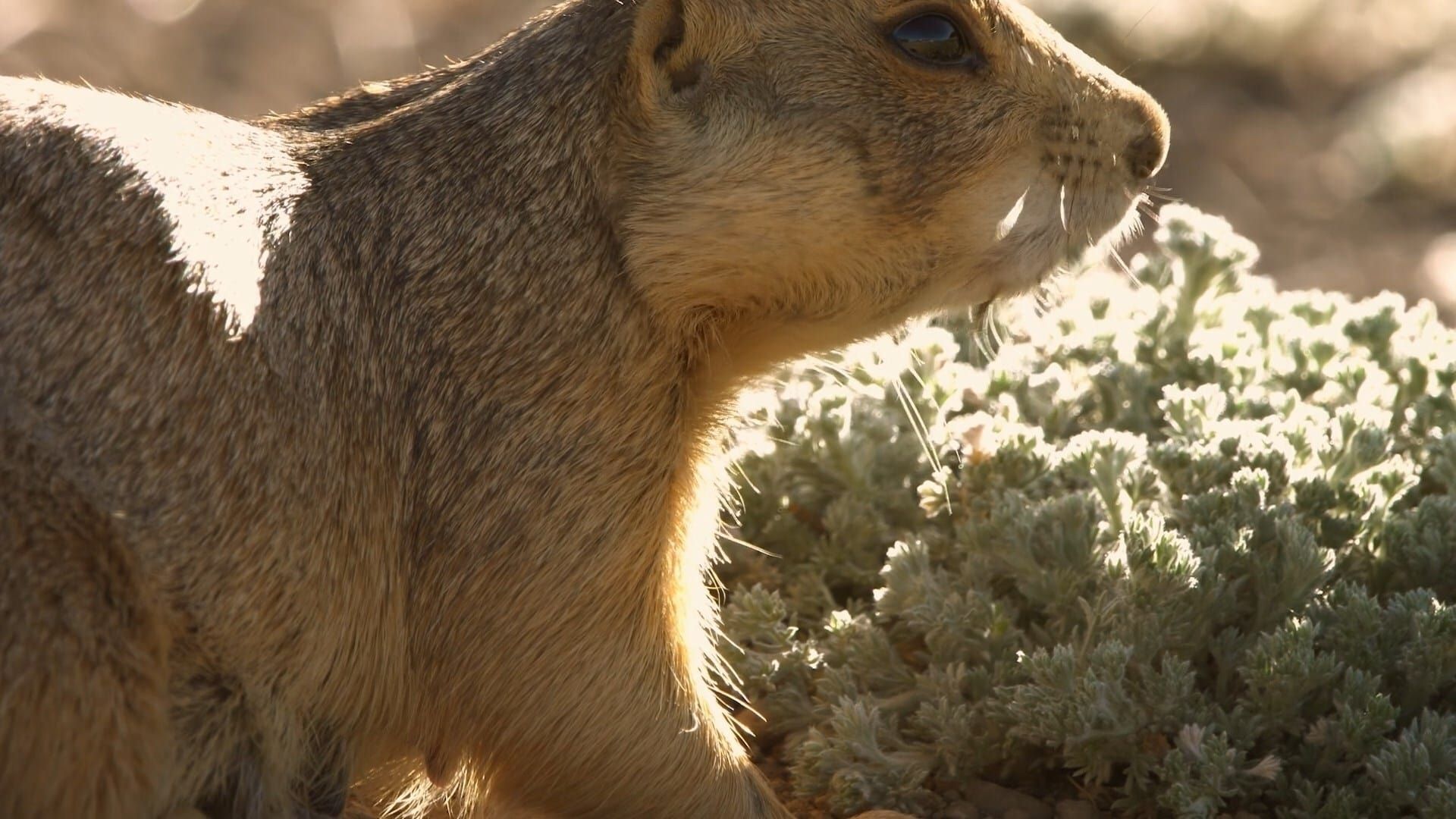 Prairie Dog Manor background