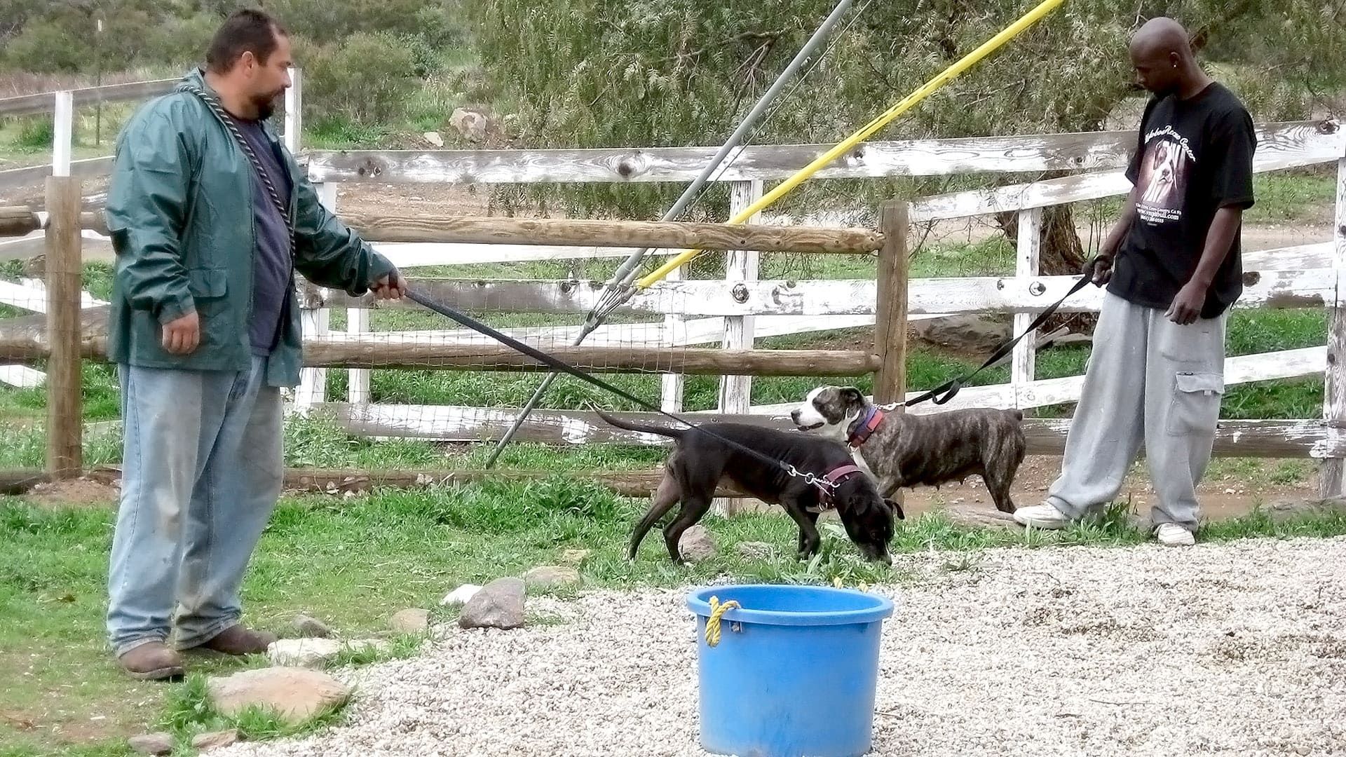Pit Bulls and Parolees background
