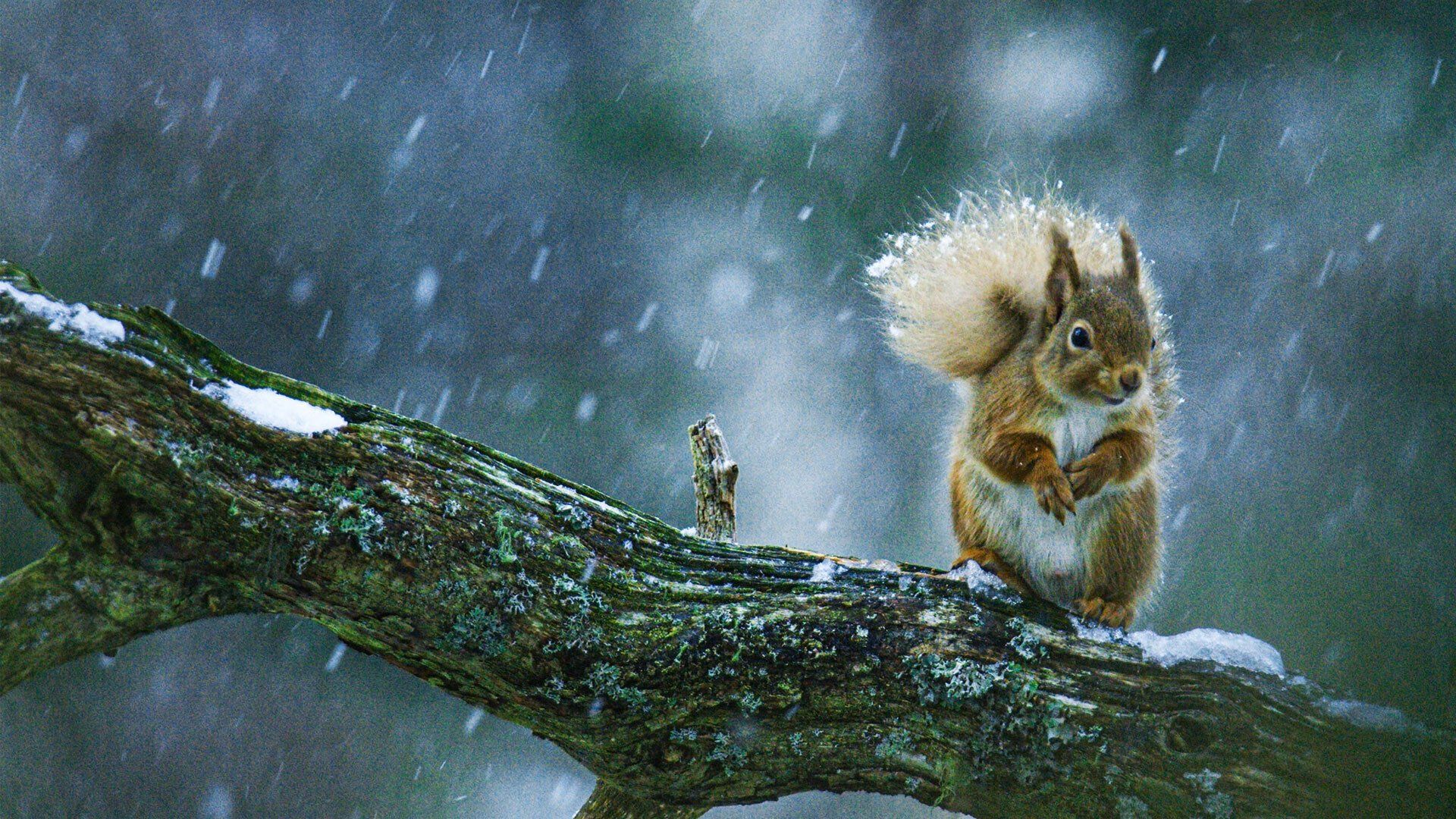 Scotland: A Wild Year background