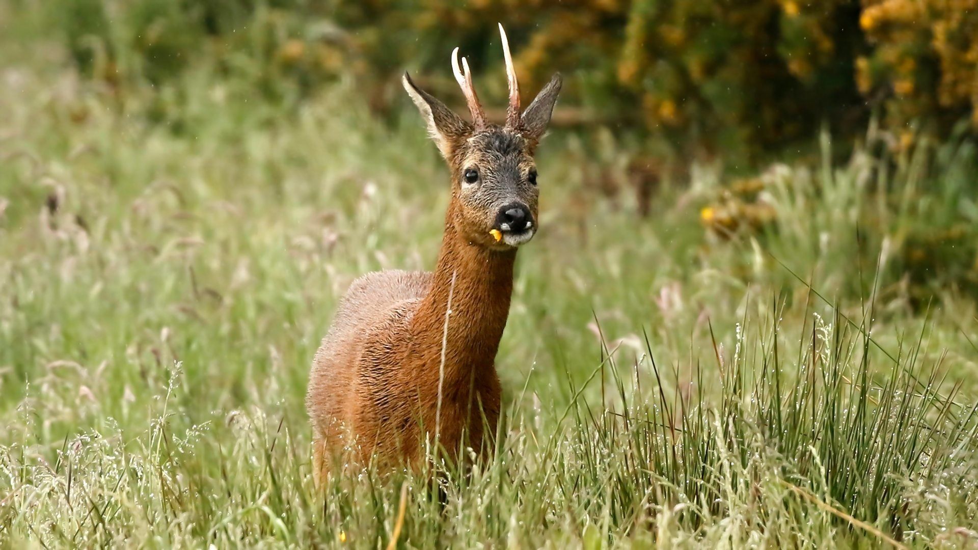 Springwatch background