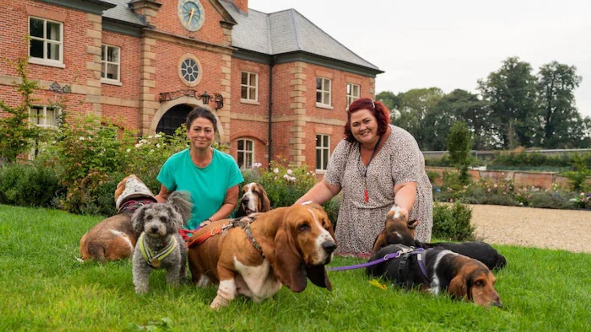 The Dog Academy background
