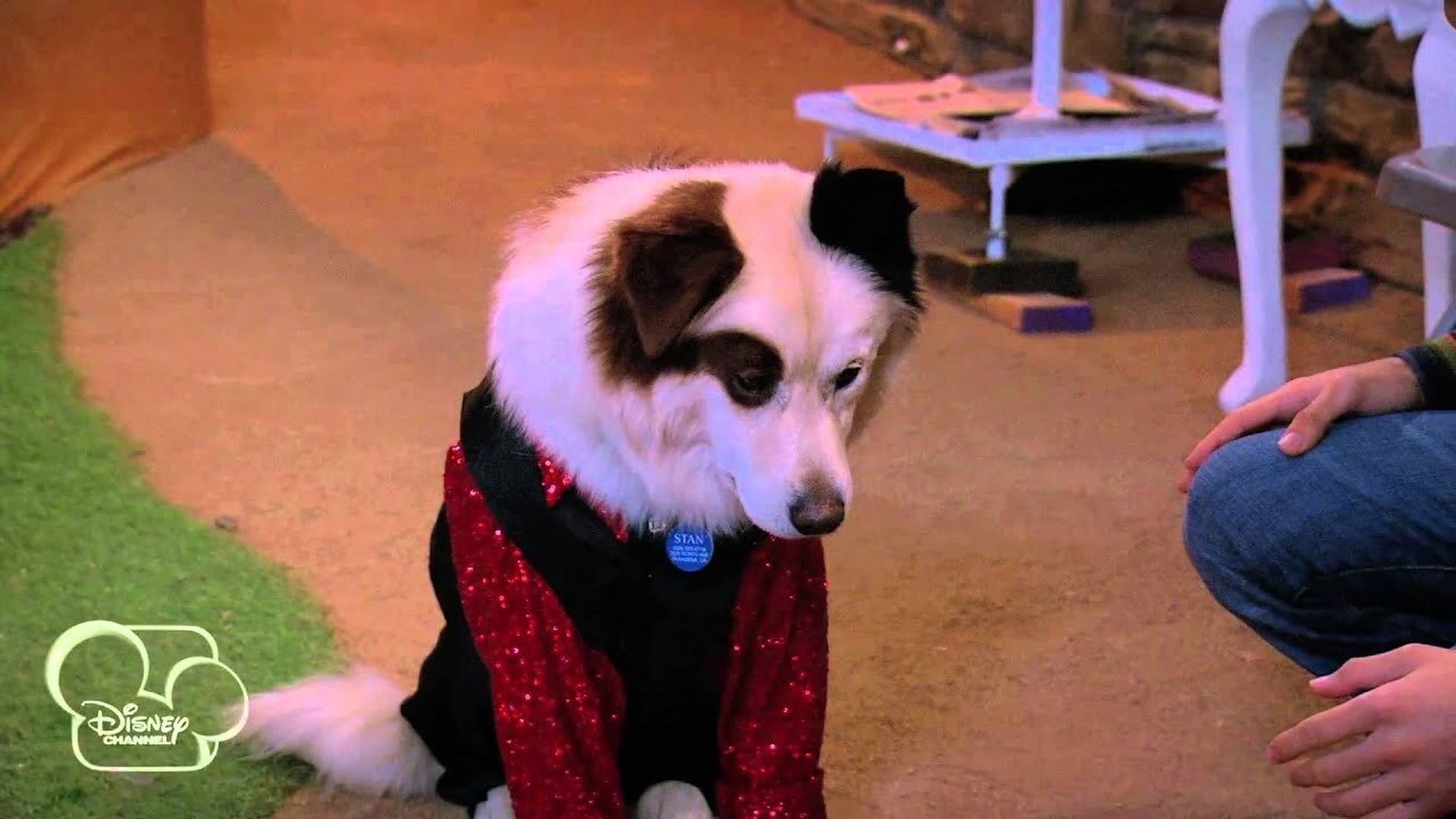 Dog with a Blog background