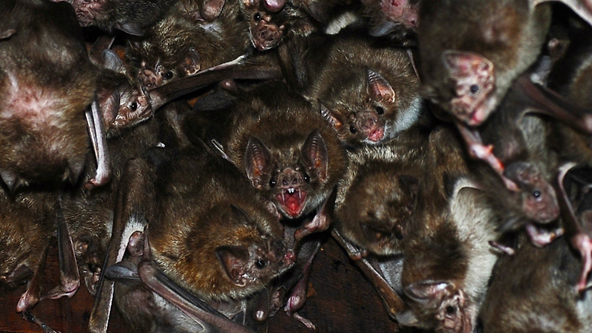 The Dark: Nature's Nighttime World background