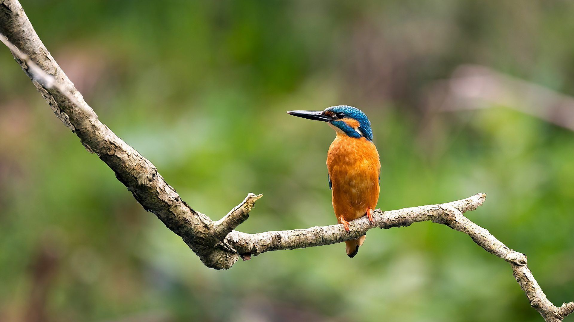 Springwatch background