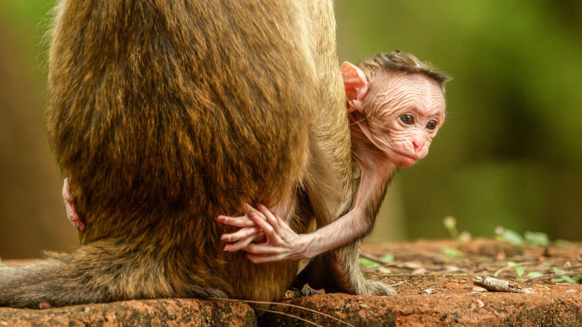 Animal Babies: First Year on Earth background