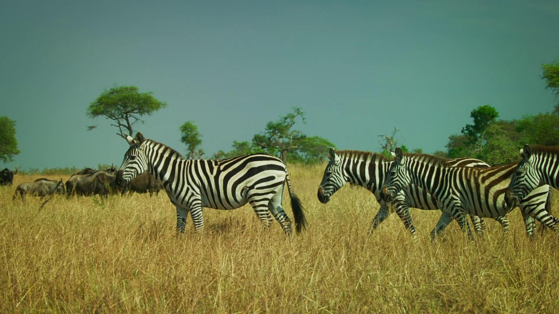 Serengeti background