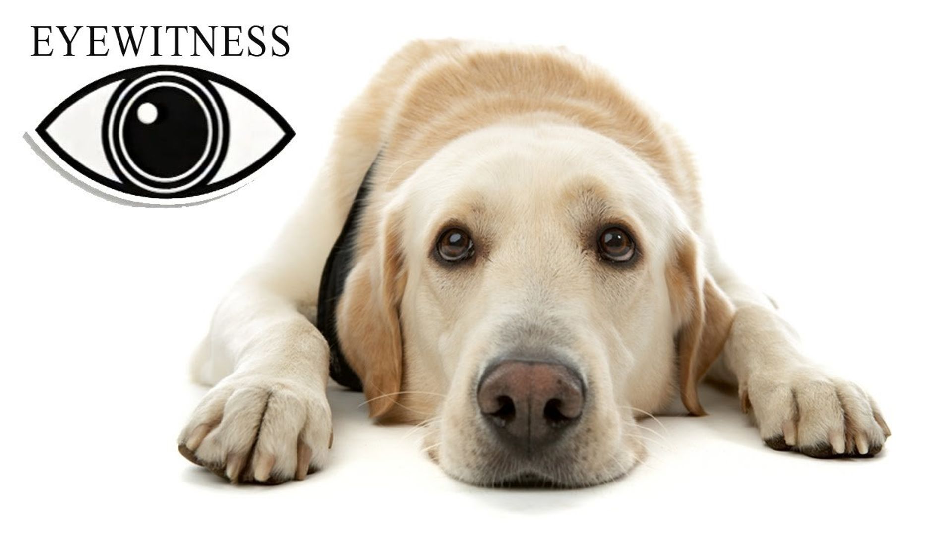 Eyewitness background