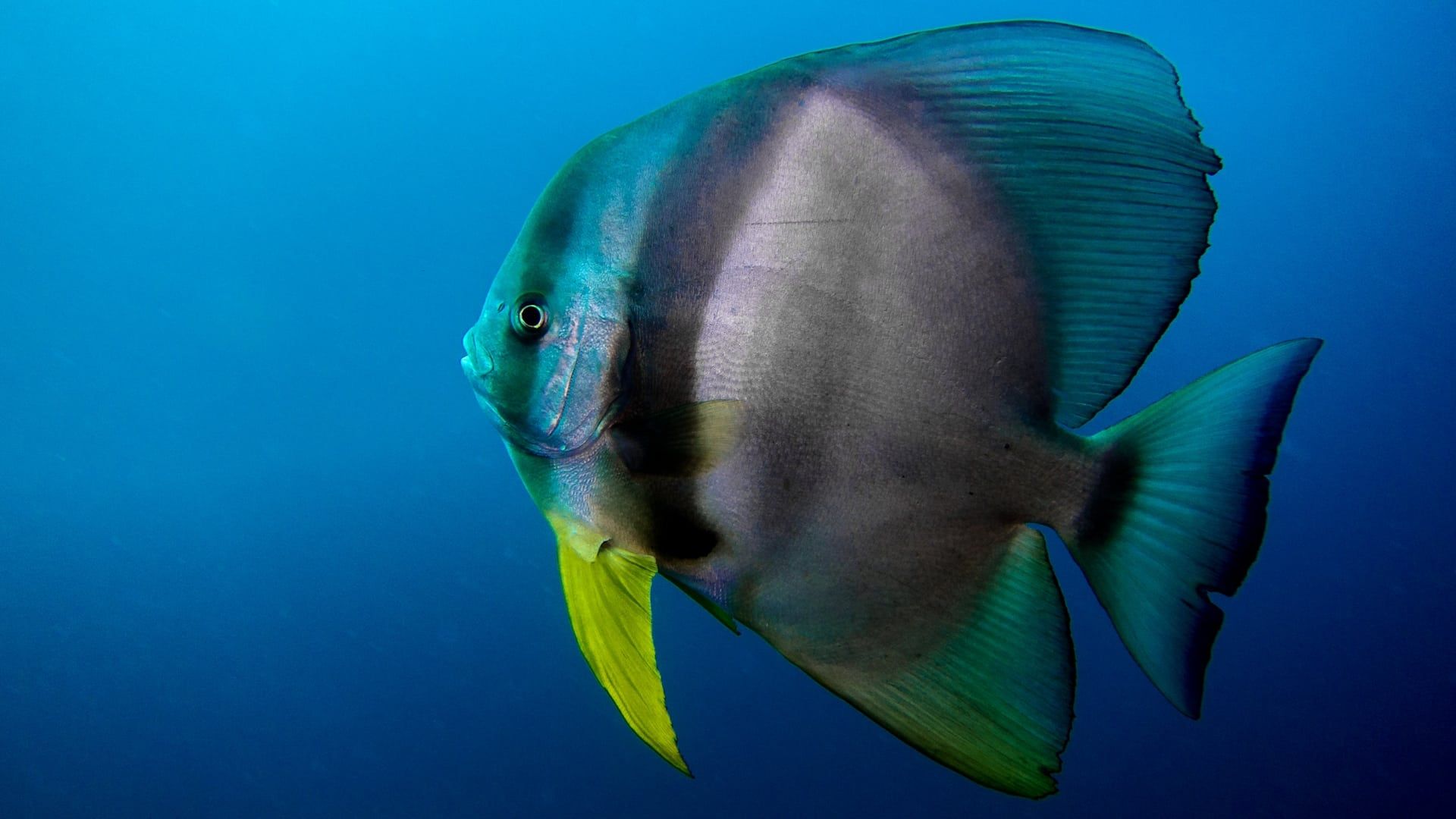 Reef School background