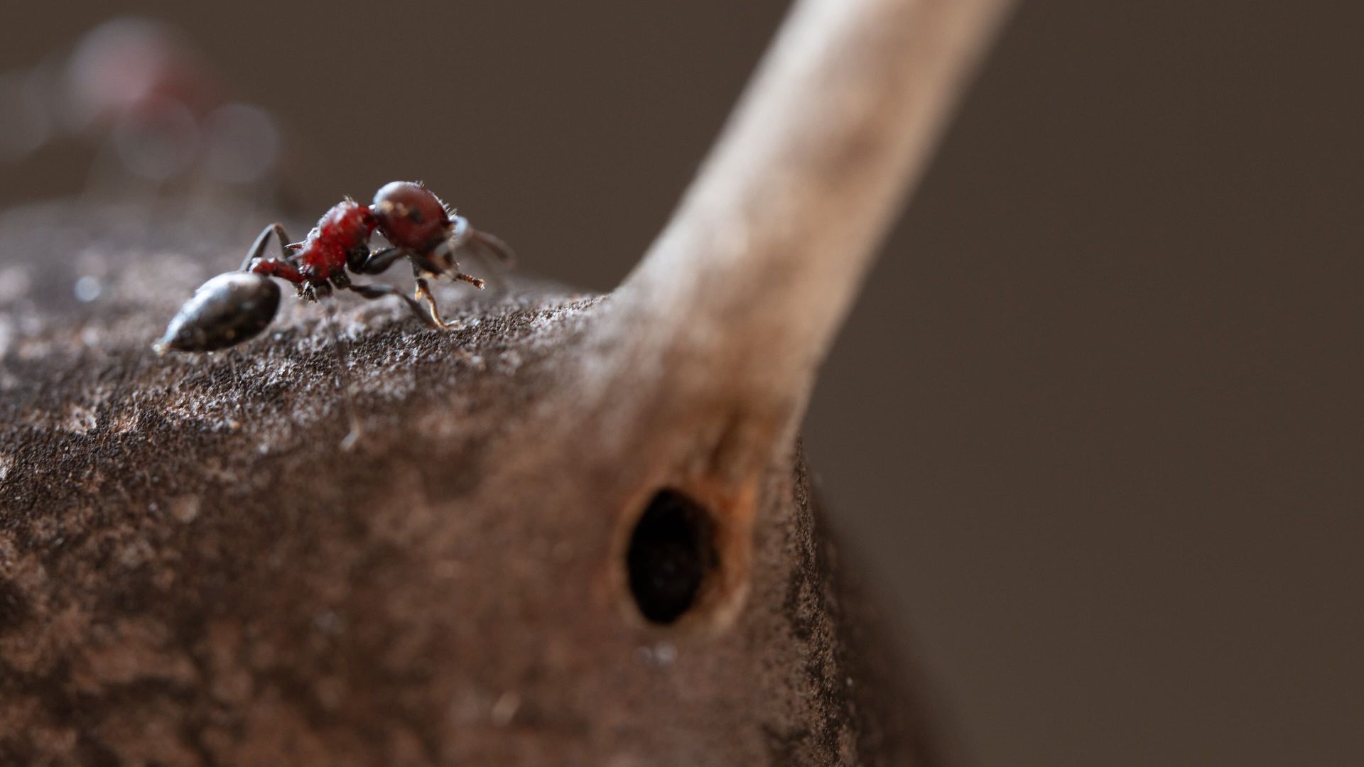 A Real Bug's Life background