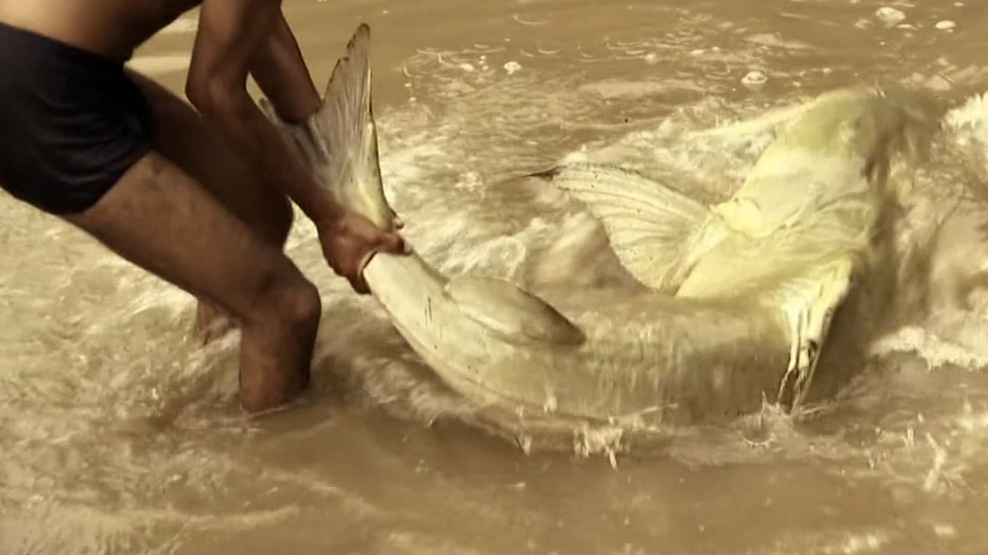 River Monsters background