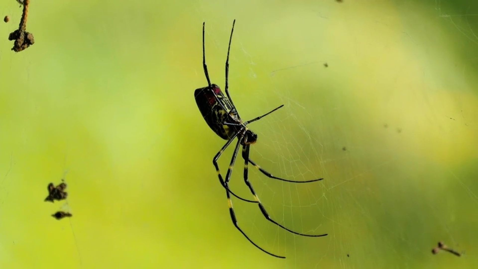 72 Dangerous Animals - Asia background