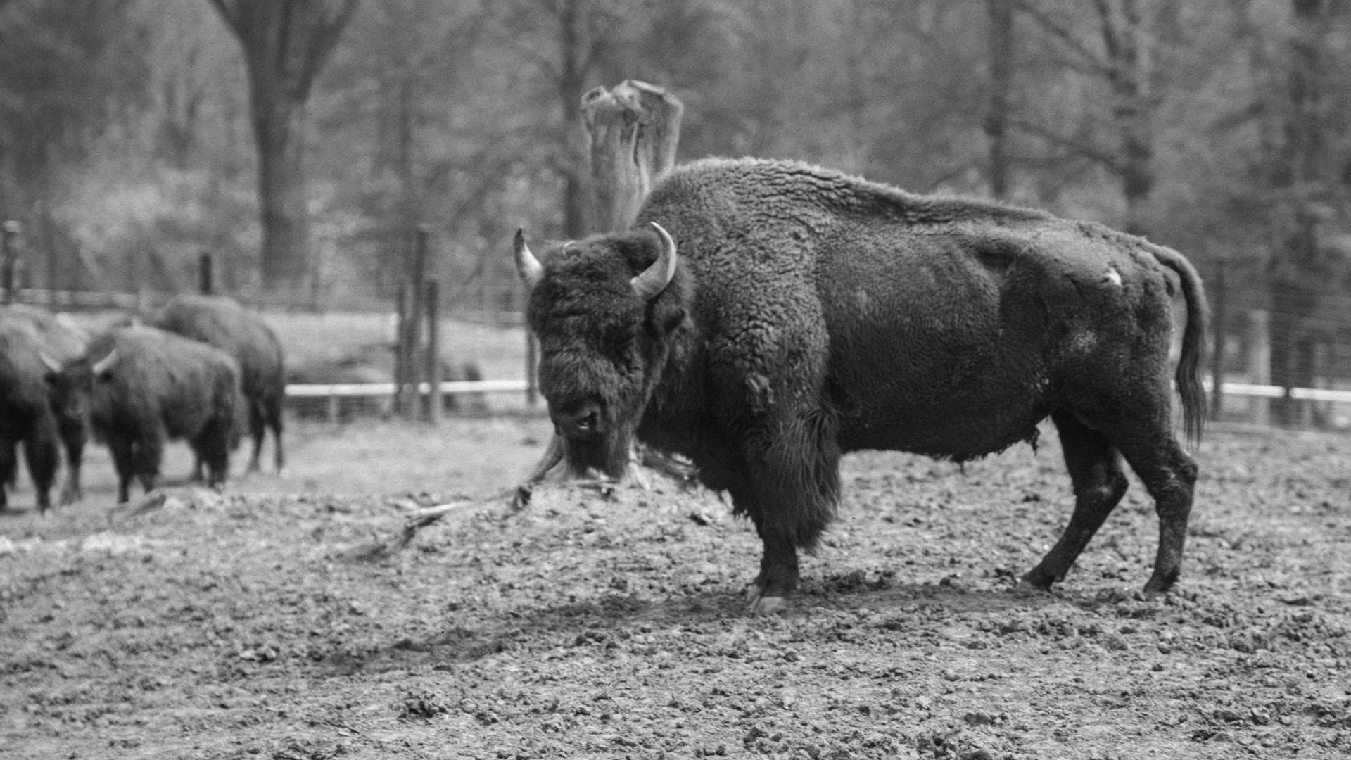 The American Buffalo background