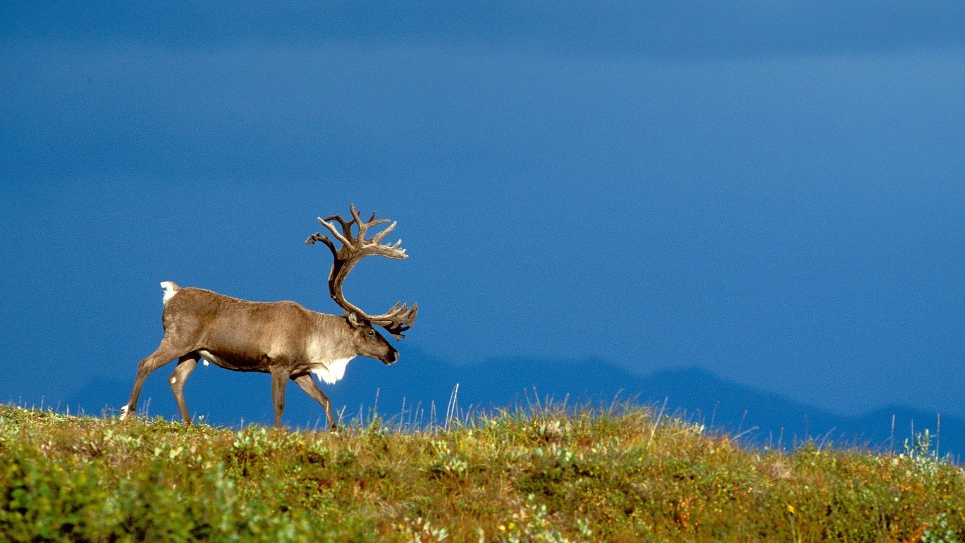 Alaska: Earth's Frozen Kingdom background