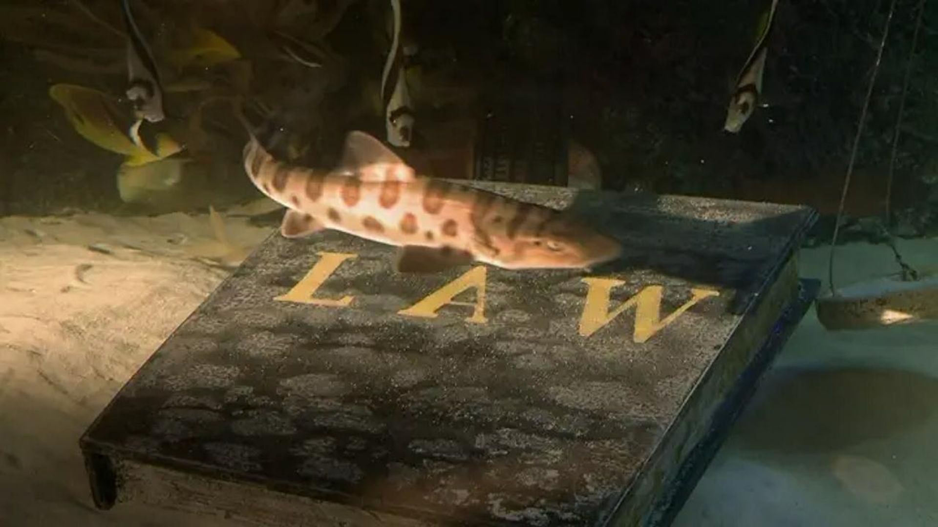 Tanked background
