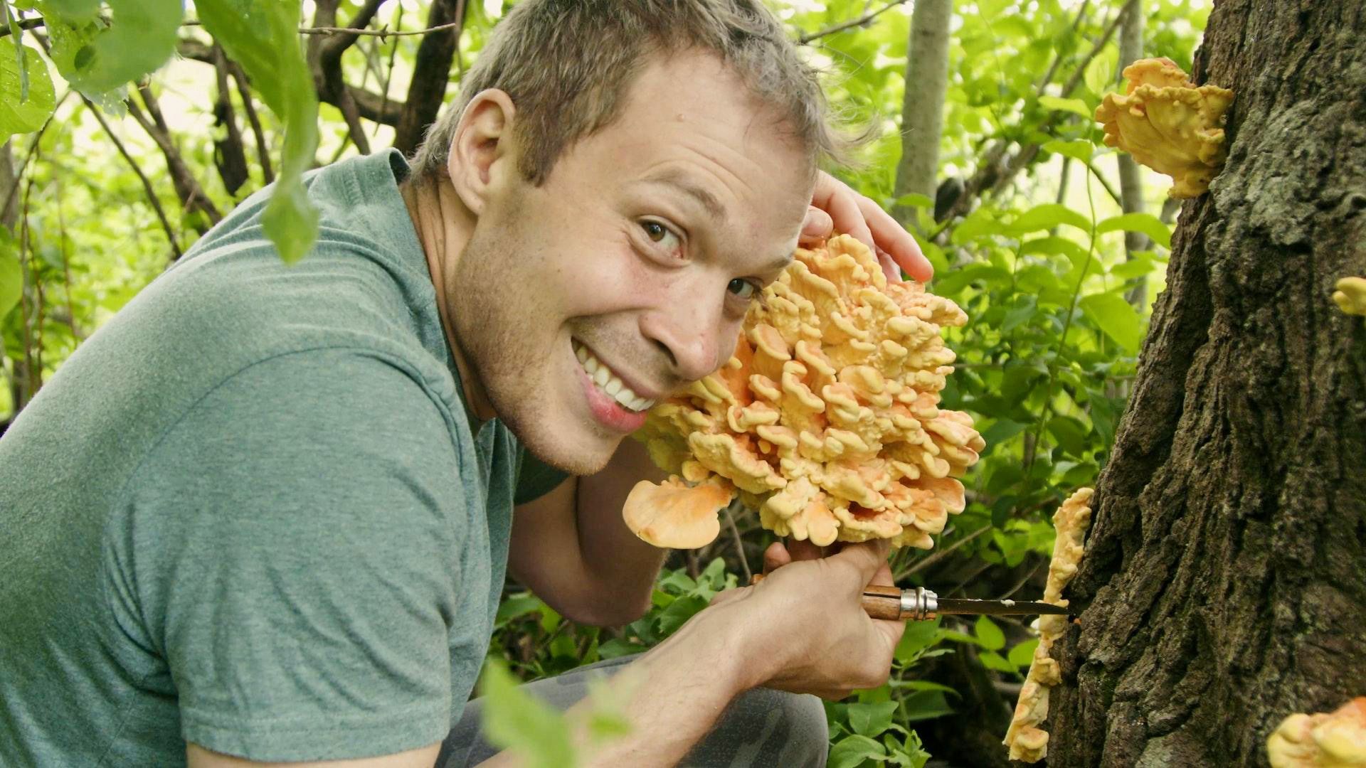 Field, Forest, Feast background