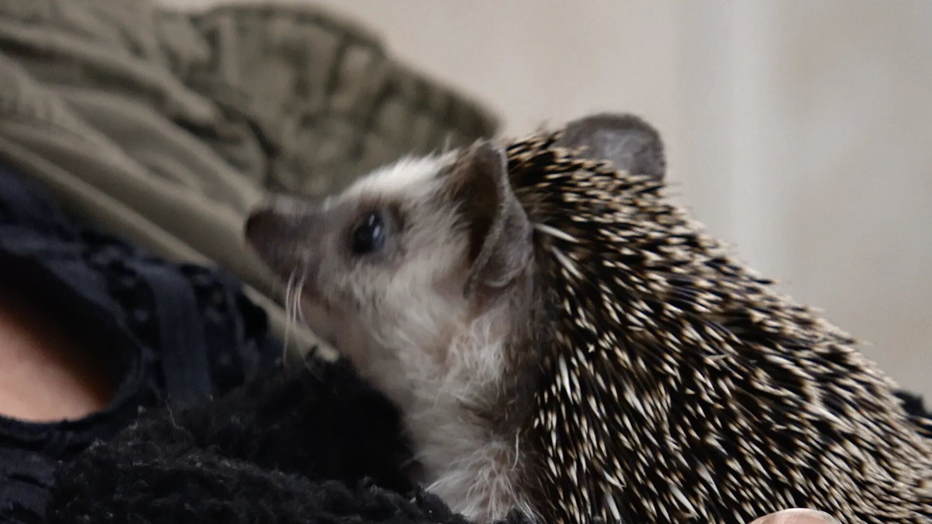 The Incredible Dr. Pol background