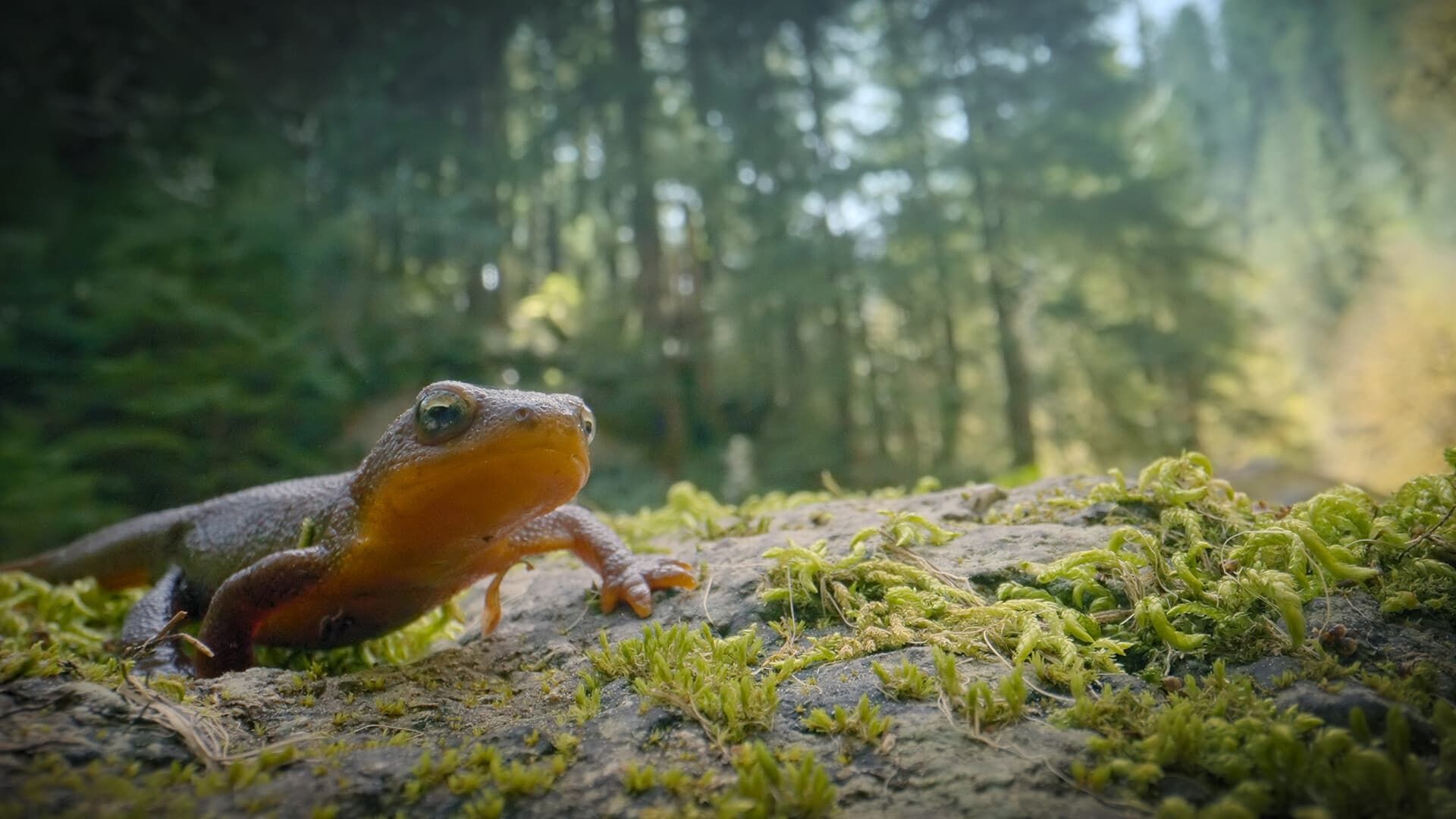 Incredible Animal Journeys background
